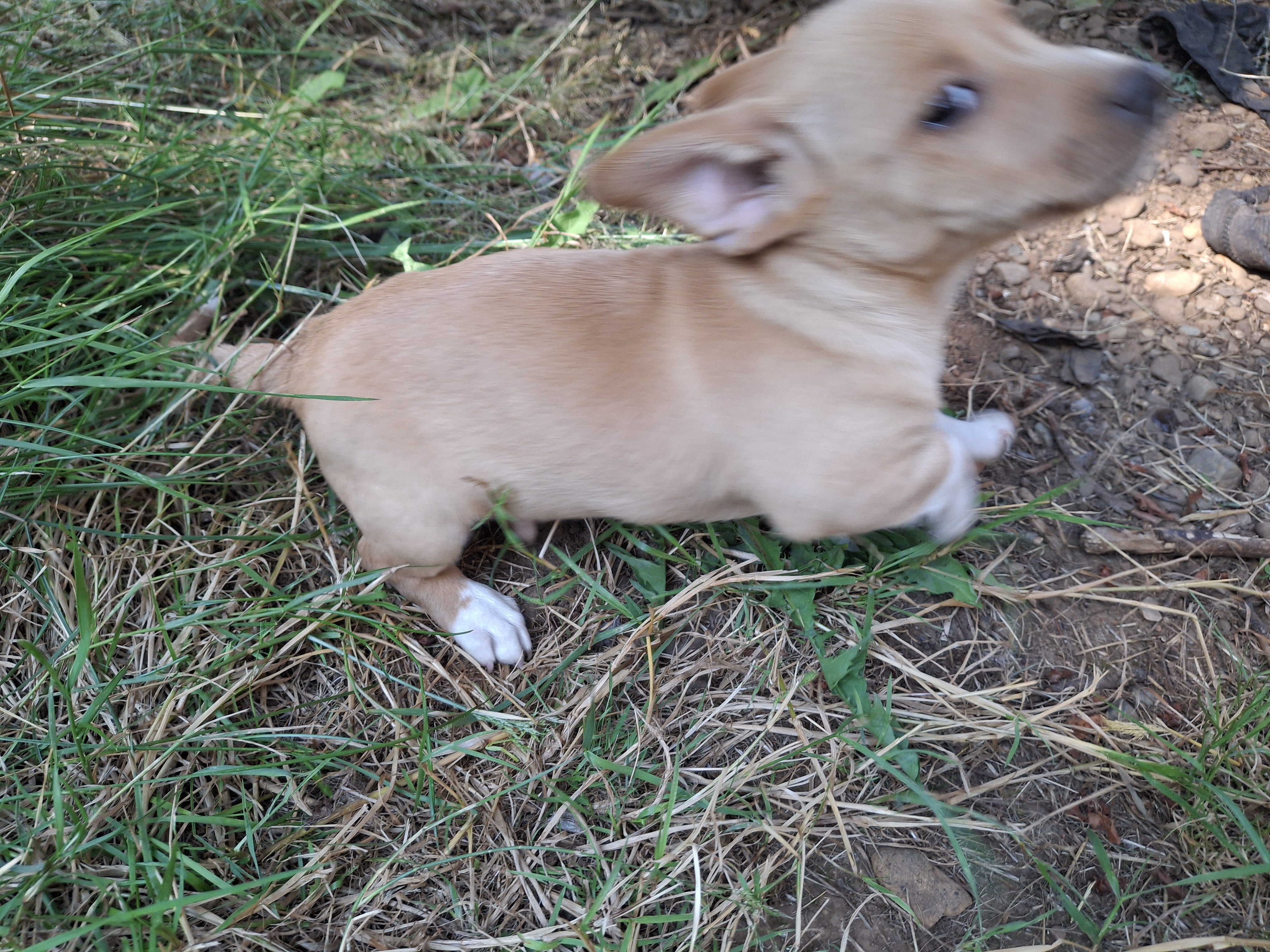 Chipoo corgi image 4