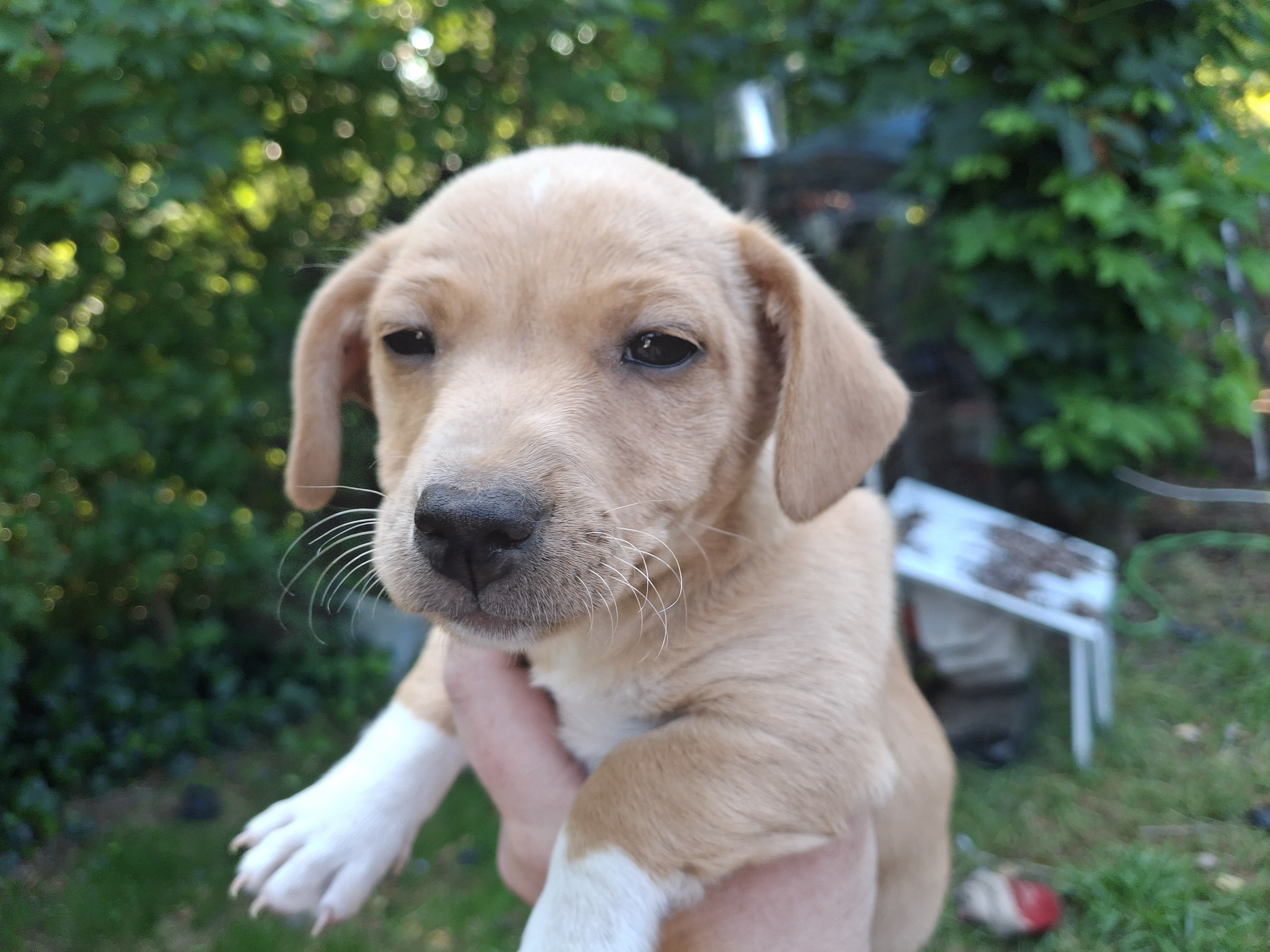 Chipoo corgi image 3