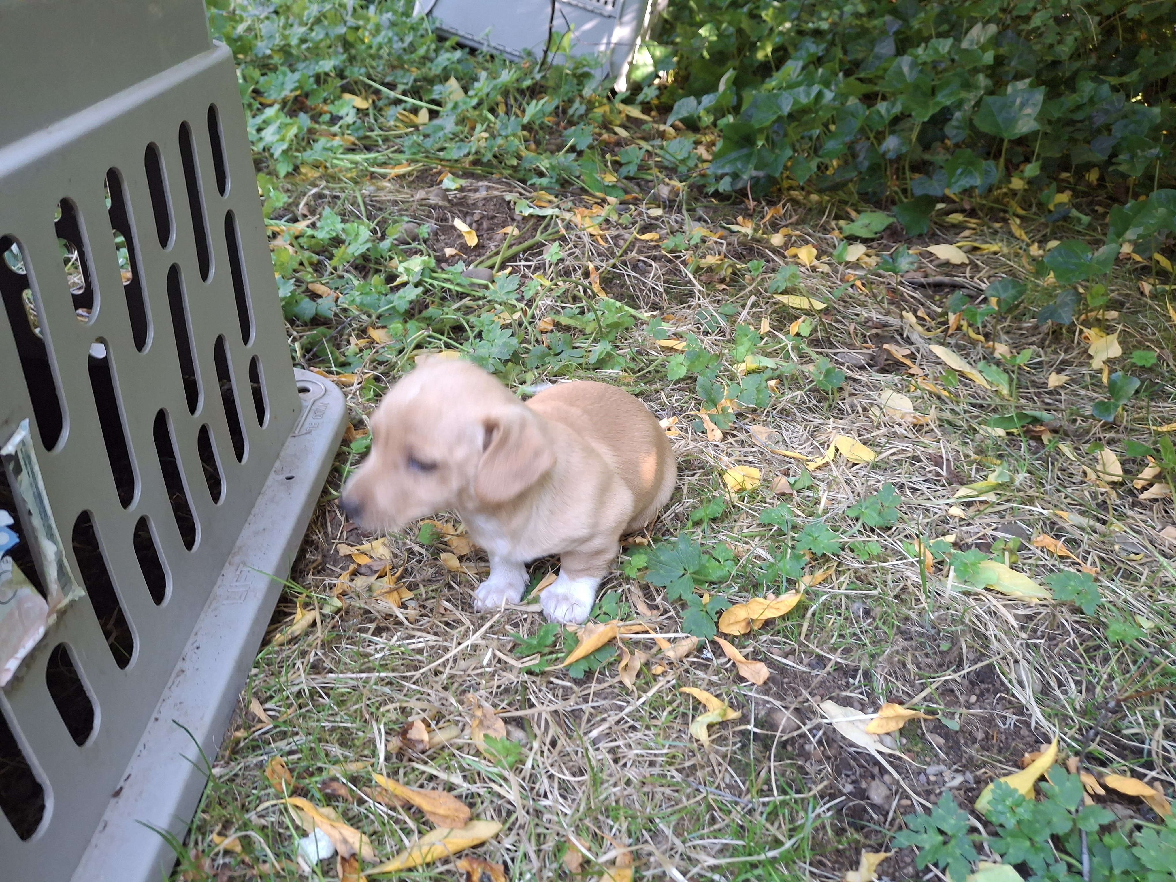Chipoo corgi image 1