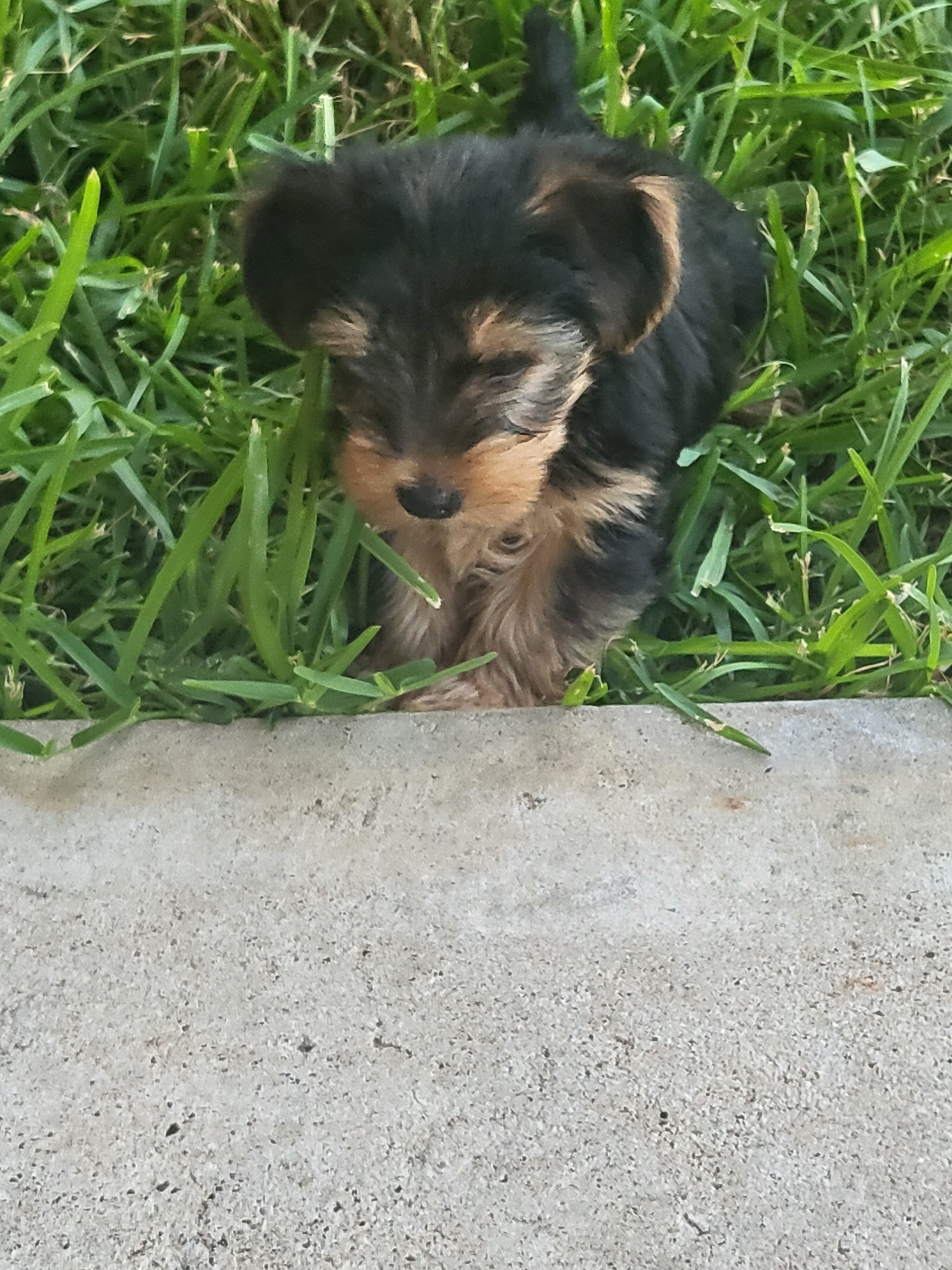 Yorkie boy image 1