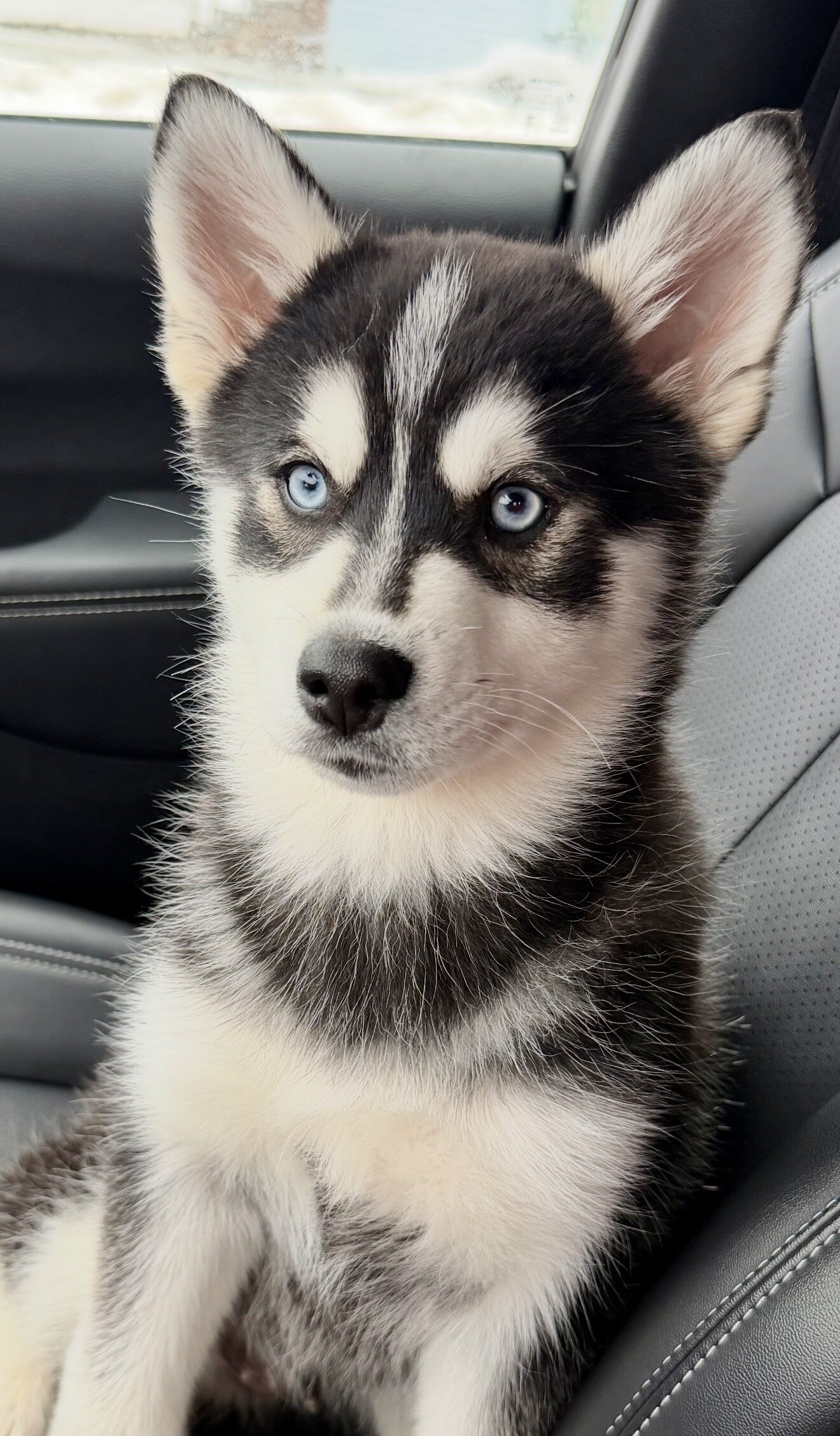 Pomsky image 1