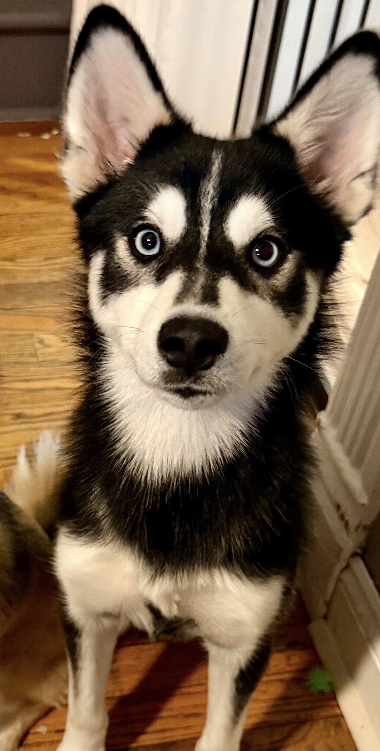 Pomsky image 2
