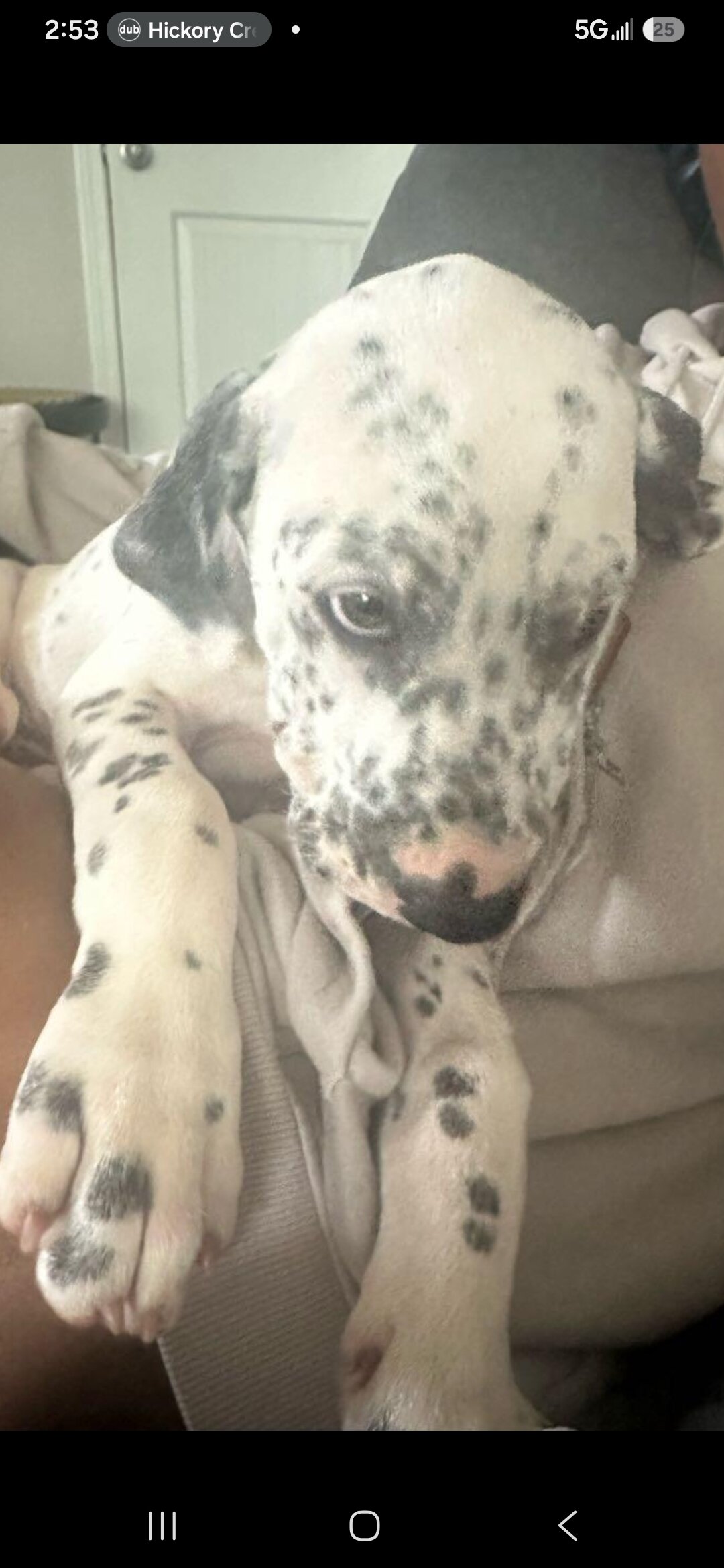 Fonzie purebred Dalmatian puppy image 1