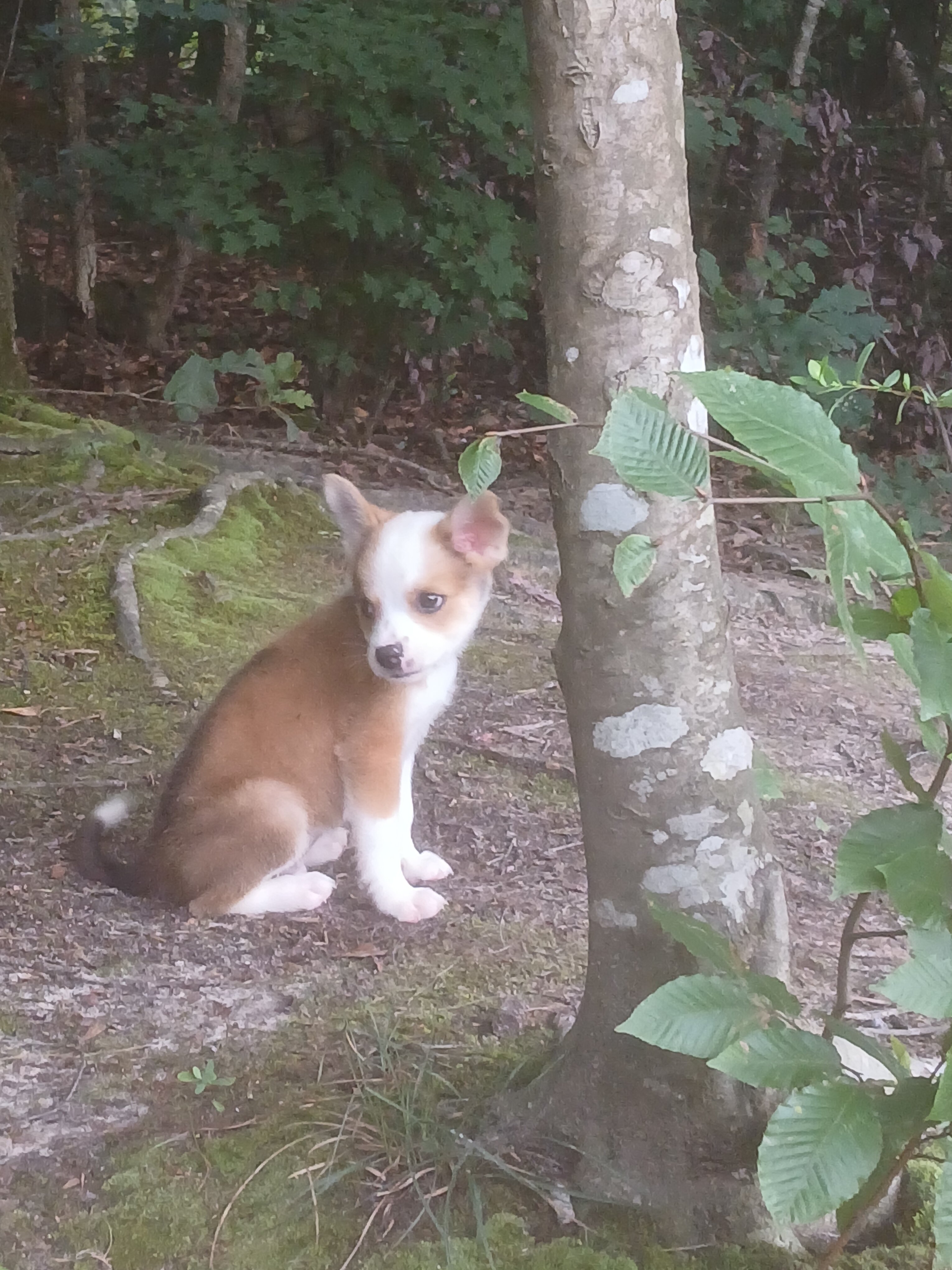 Corgi and chihuahua mixed puppy image 3
