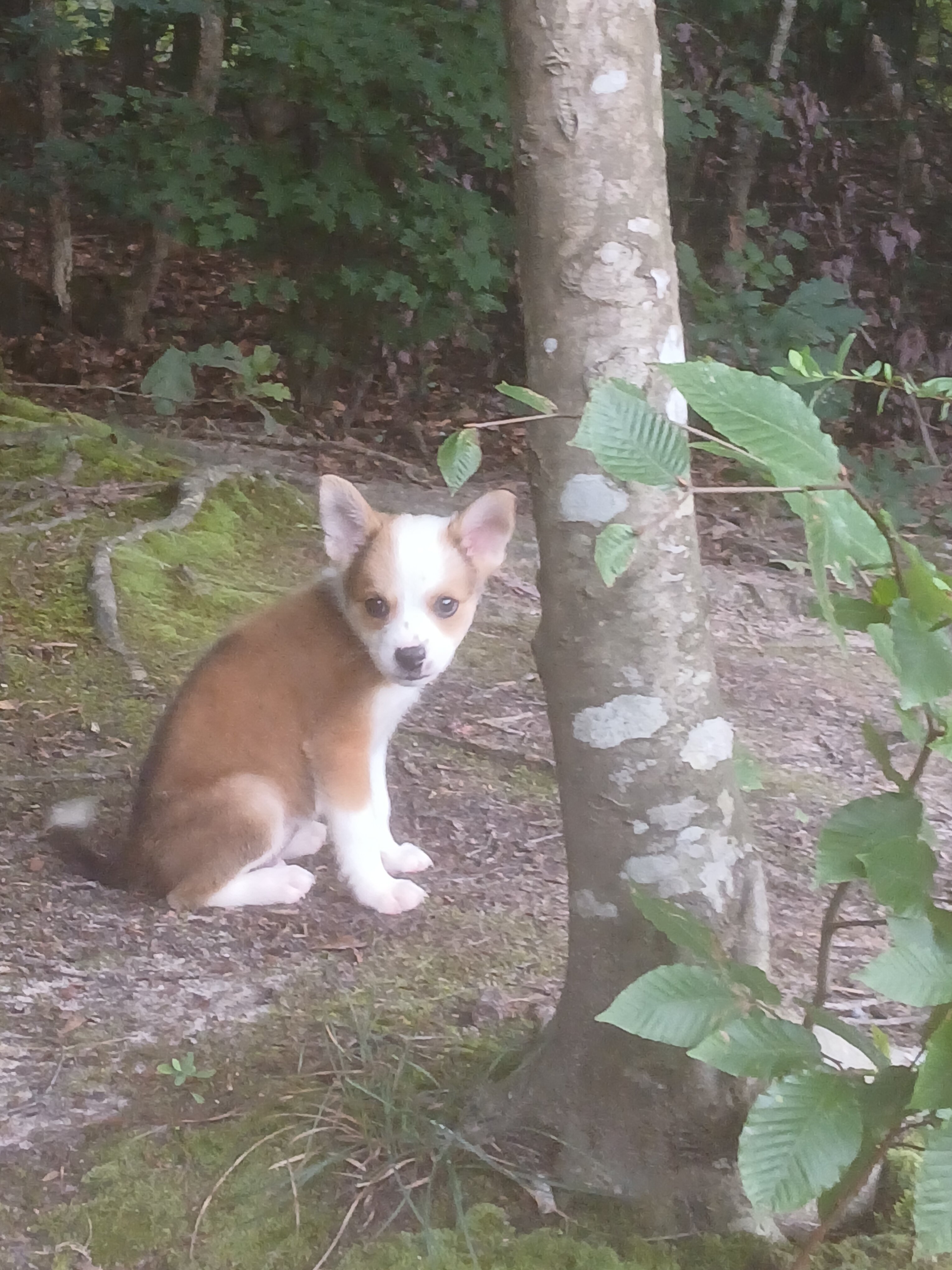 Corgi and chihuahua mixed puppy image 2