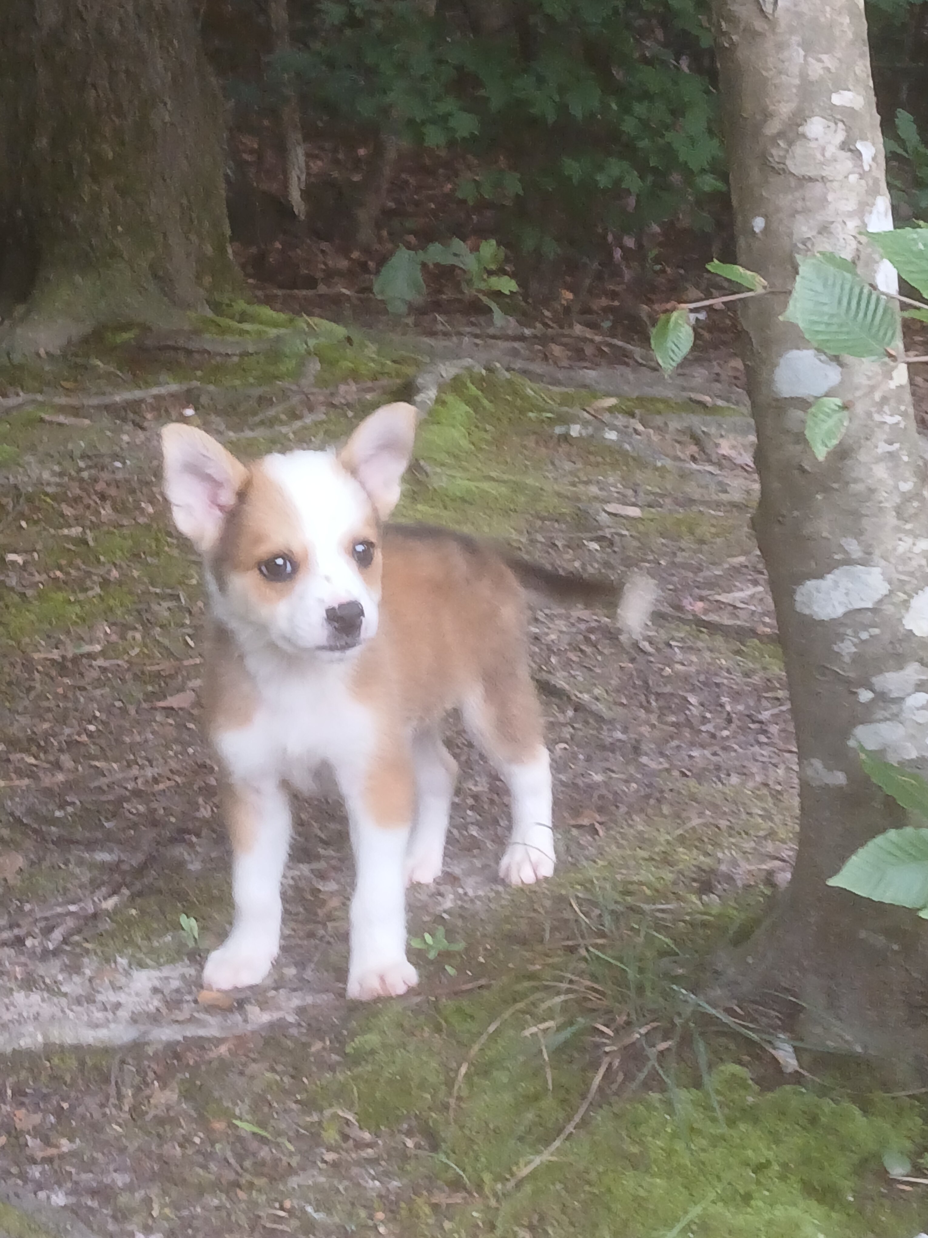 Corgi and chihuahua mixed puppy image 1