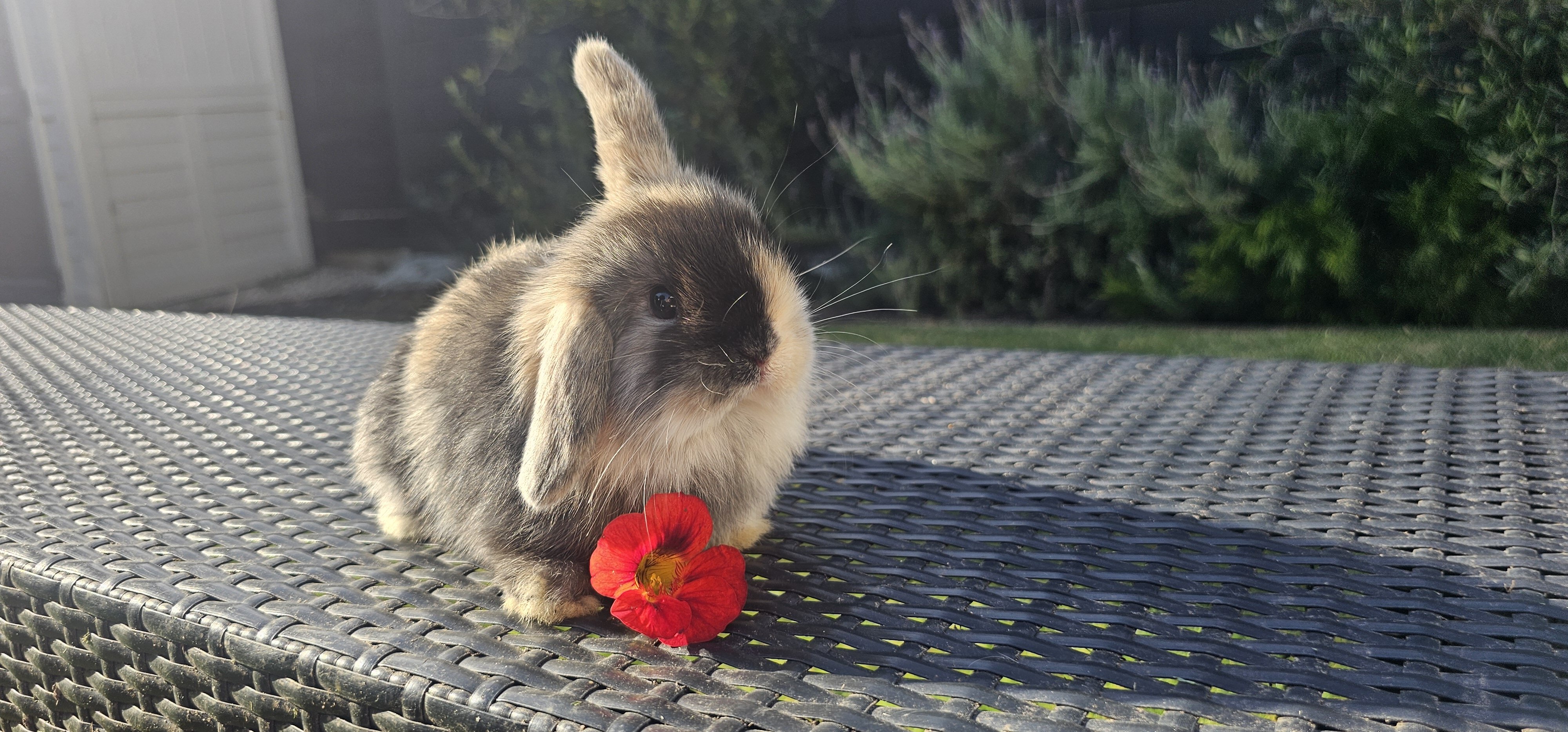 Bunnies image 2