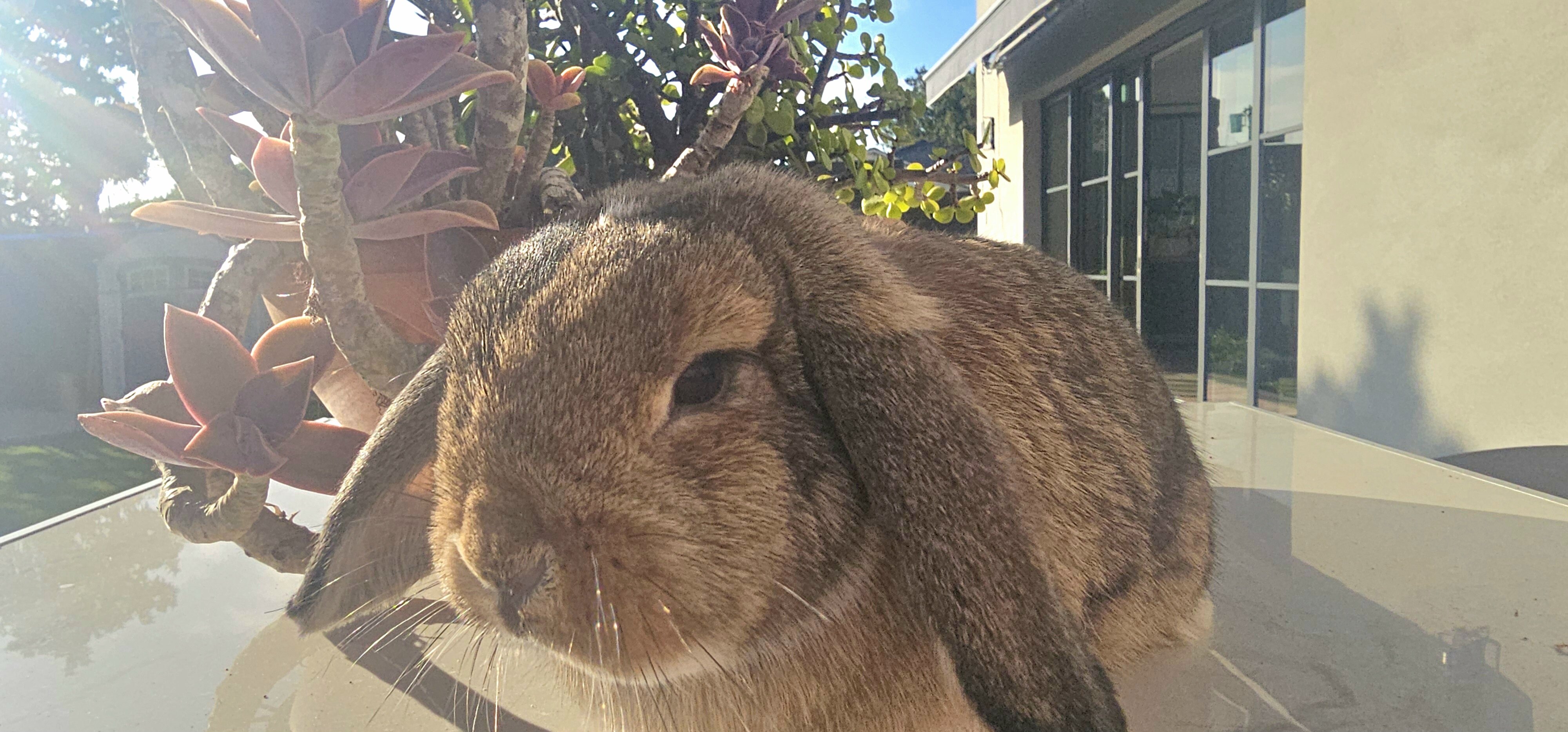 Bunnies image 1