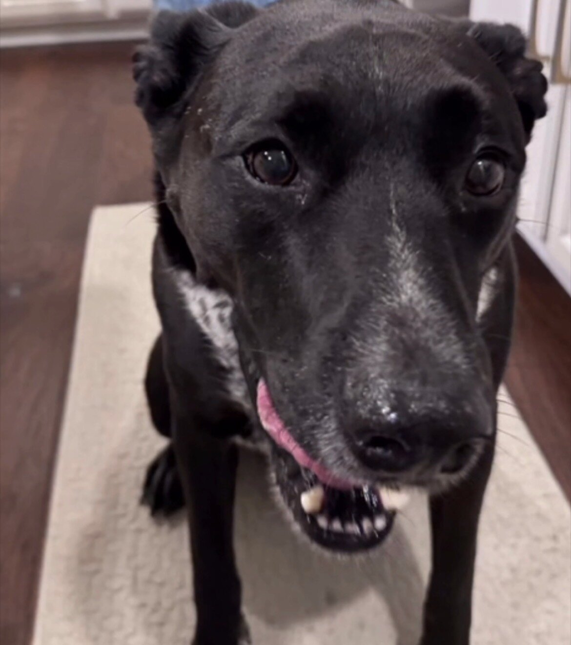 Dog image 1