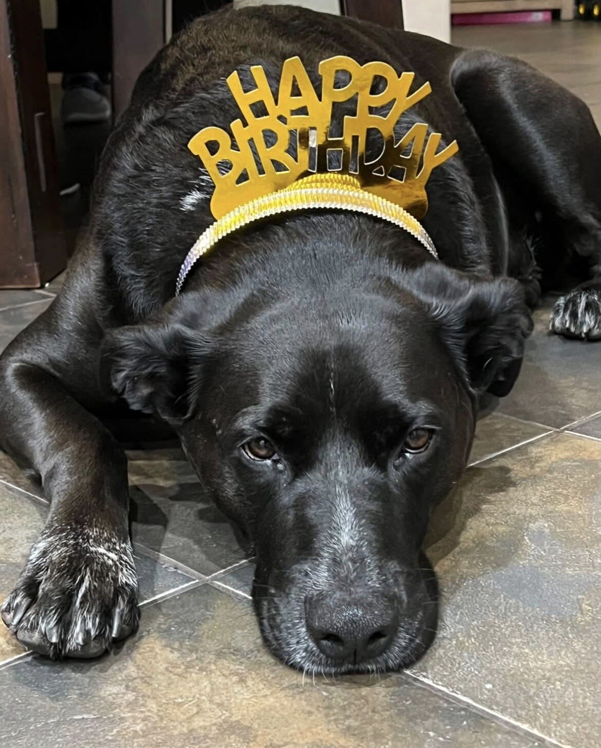 Dog image 2