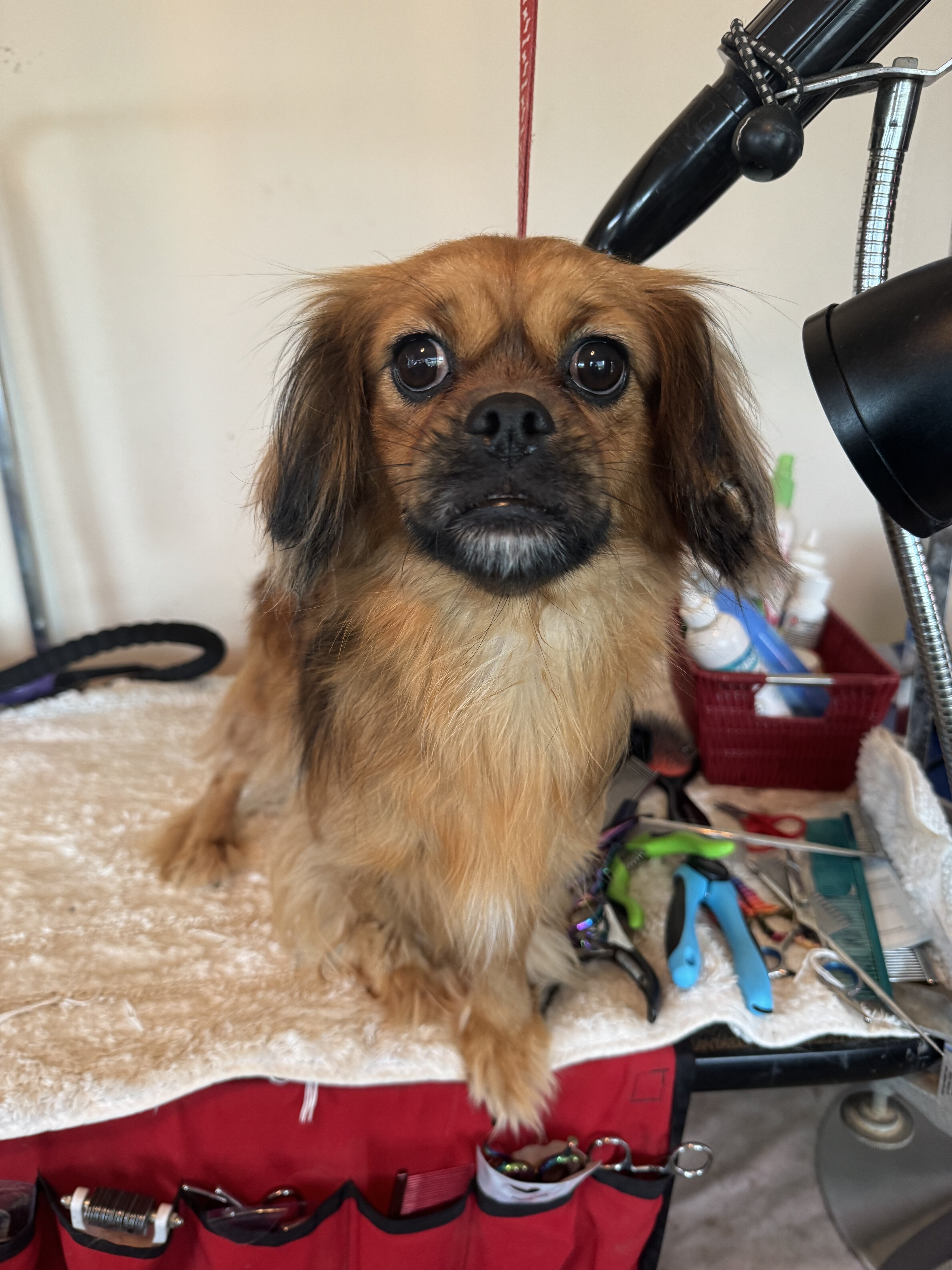 Dog image 1