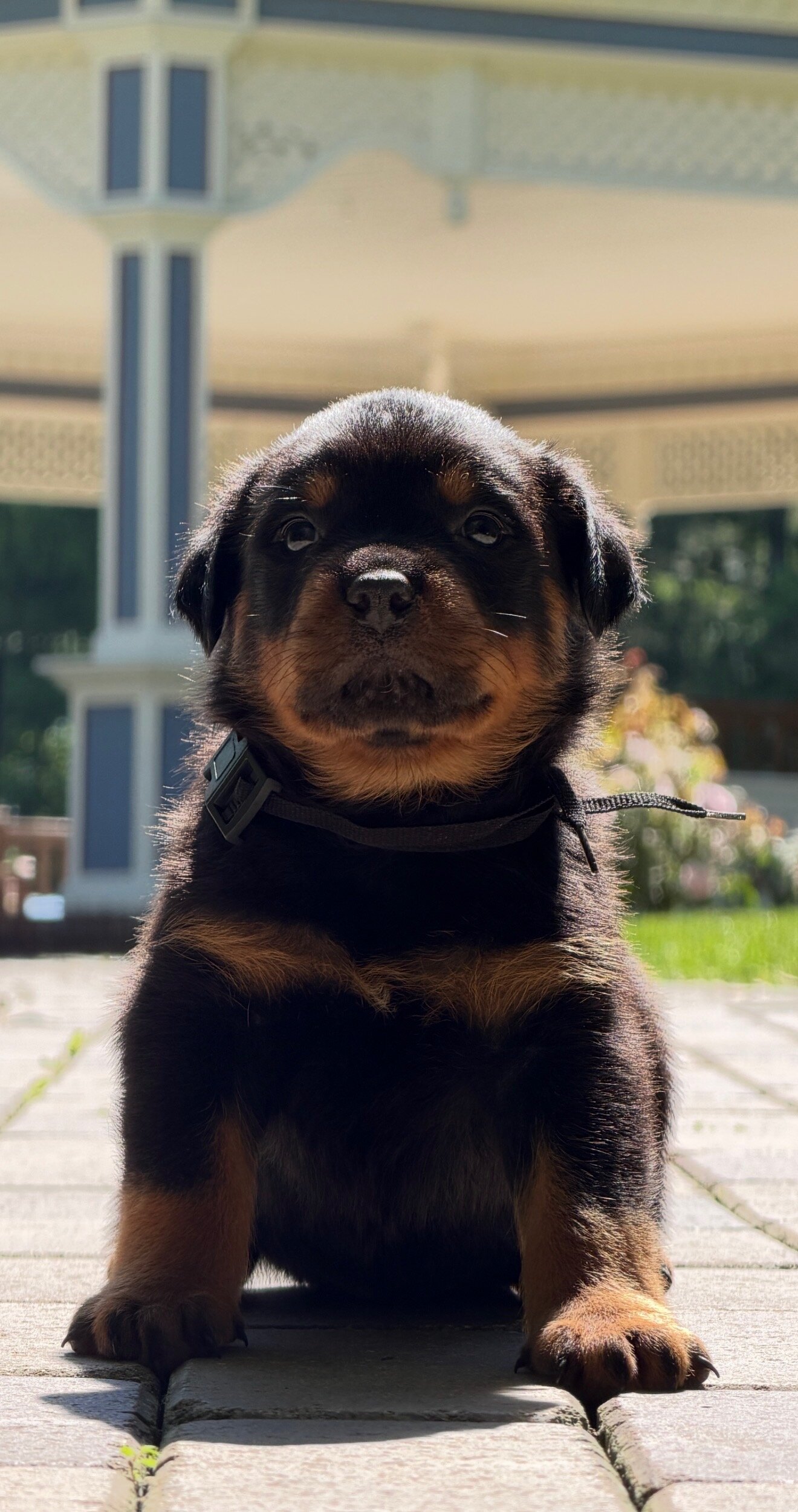 Rottweiler puppies image 5