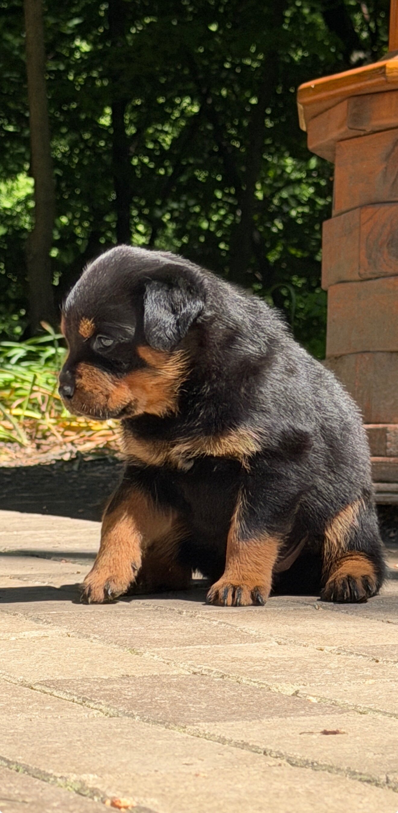Rottweiler puppies image 1