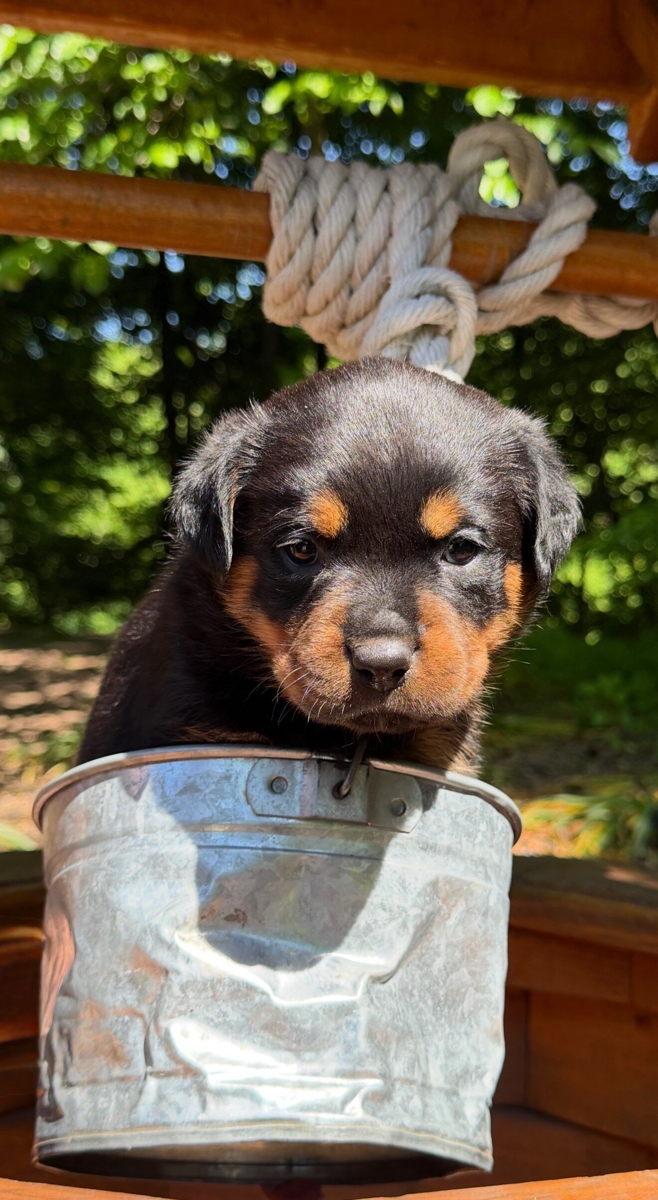 Rottweiler puppies image 4