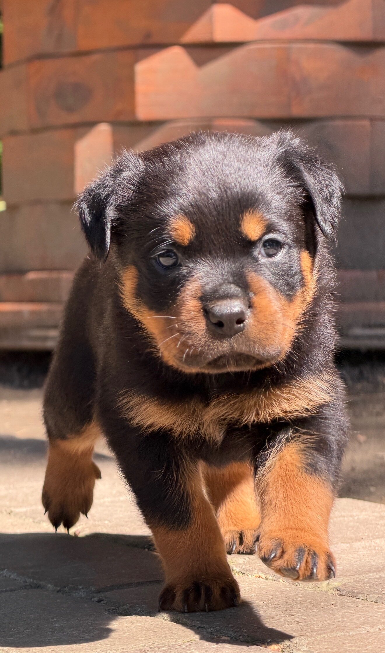 Rottweiler puppies image 2