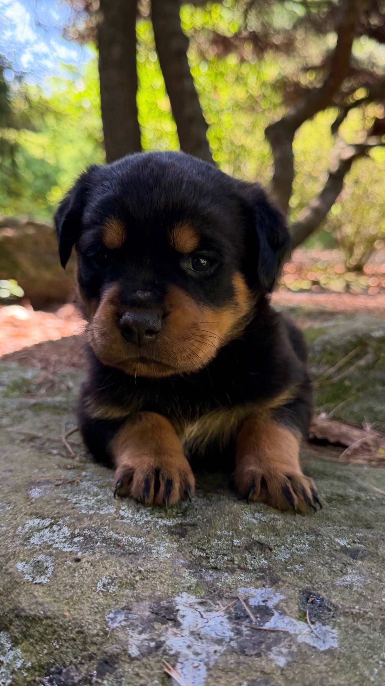 Rottweiler puppies image 3