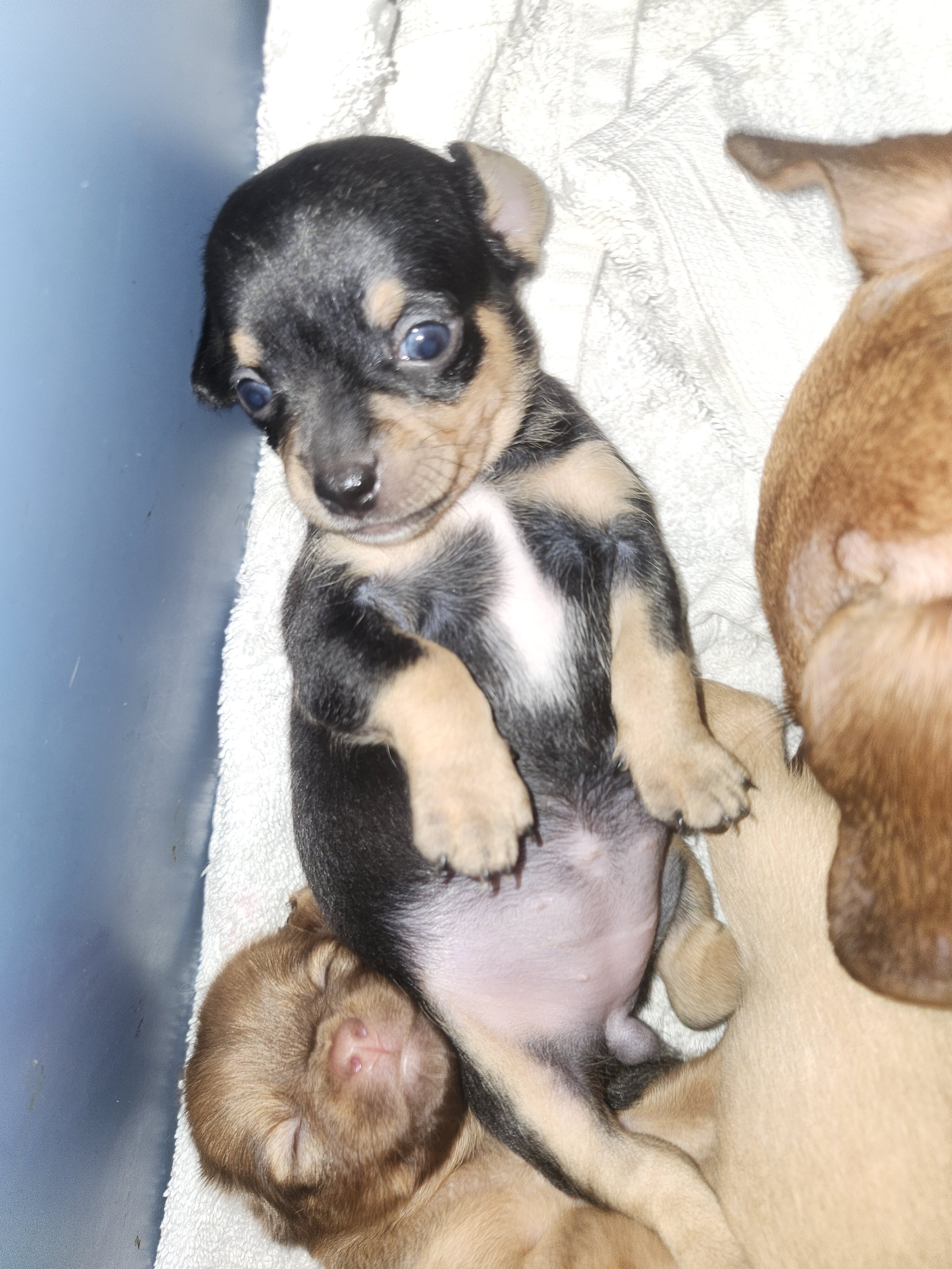 Chiweenie Puppies image 7