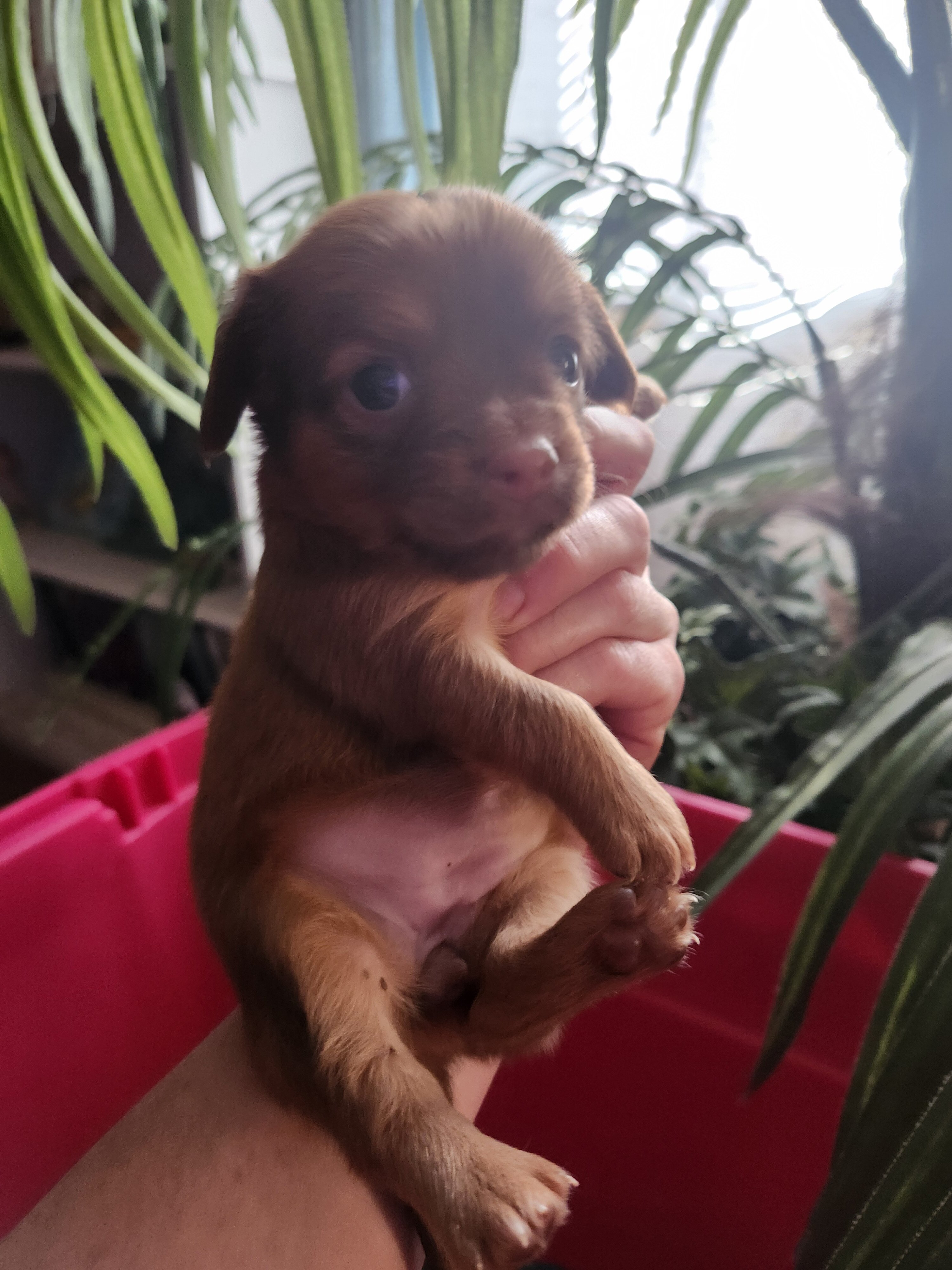 Chiweenie Puppies image 5