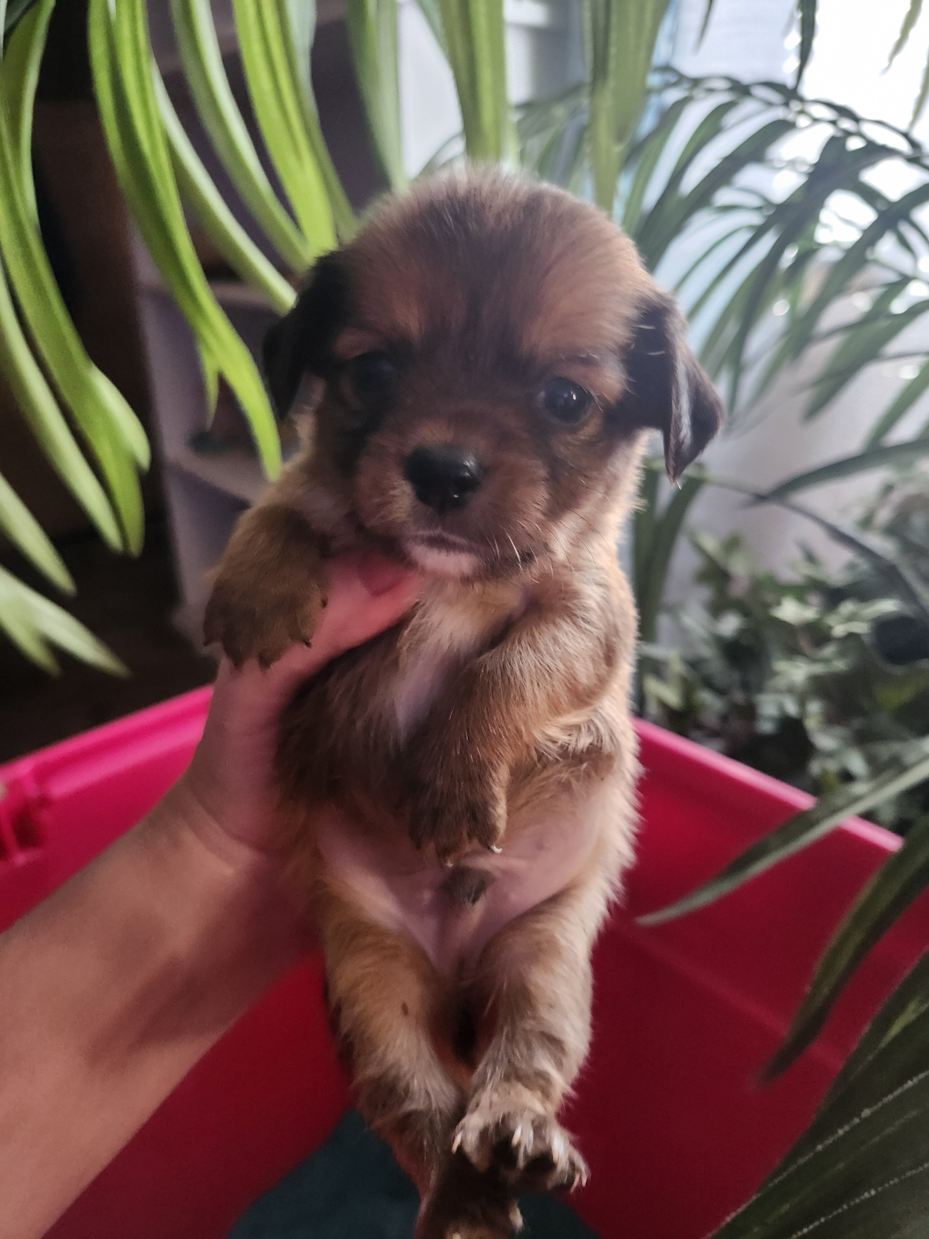Chiweenie Puppies image 2