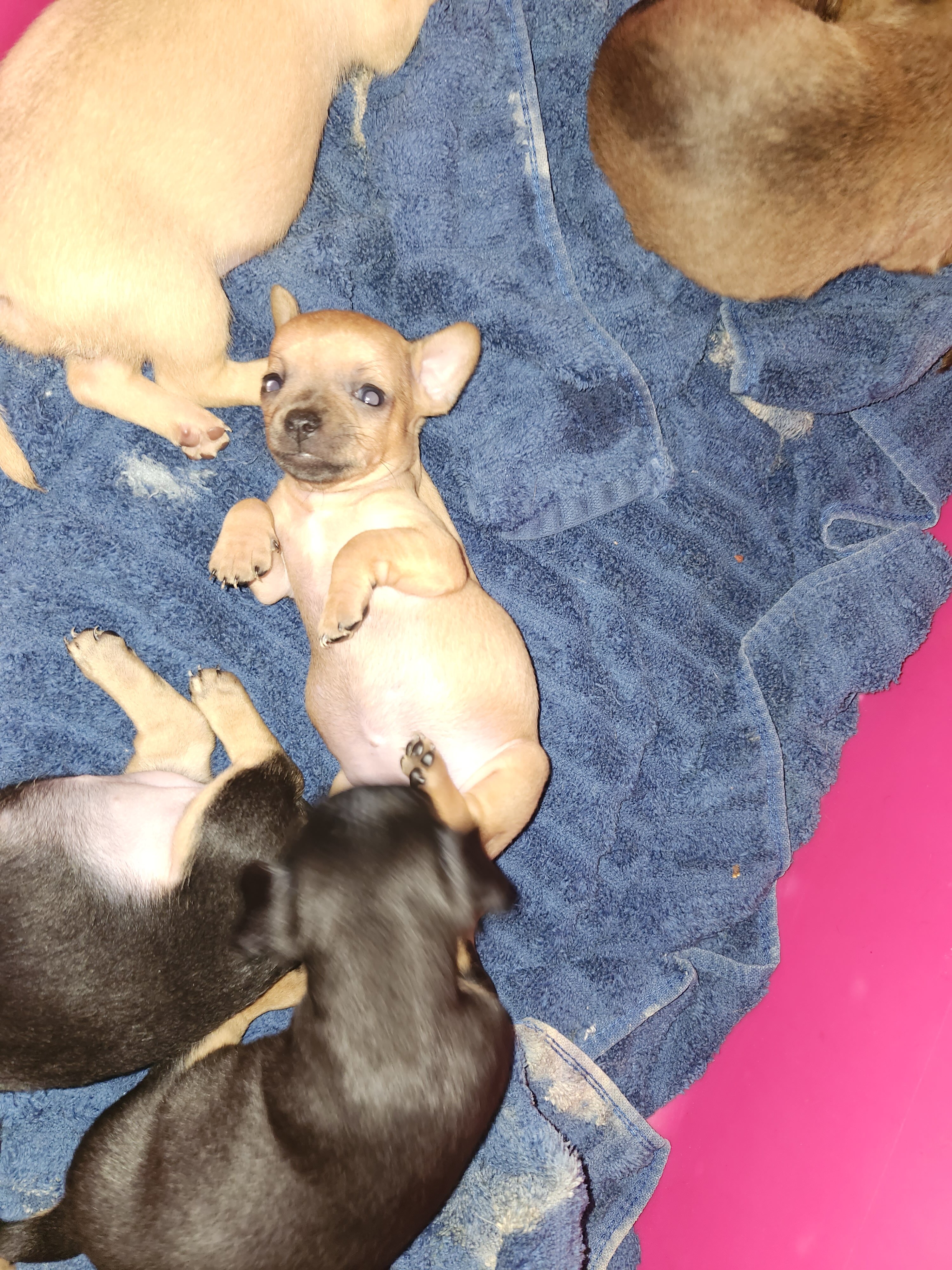 Chiweenie Puppies image 4