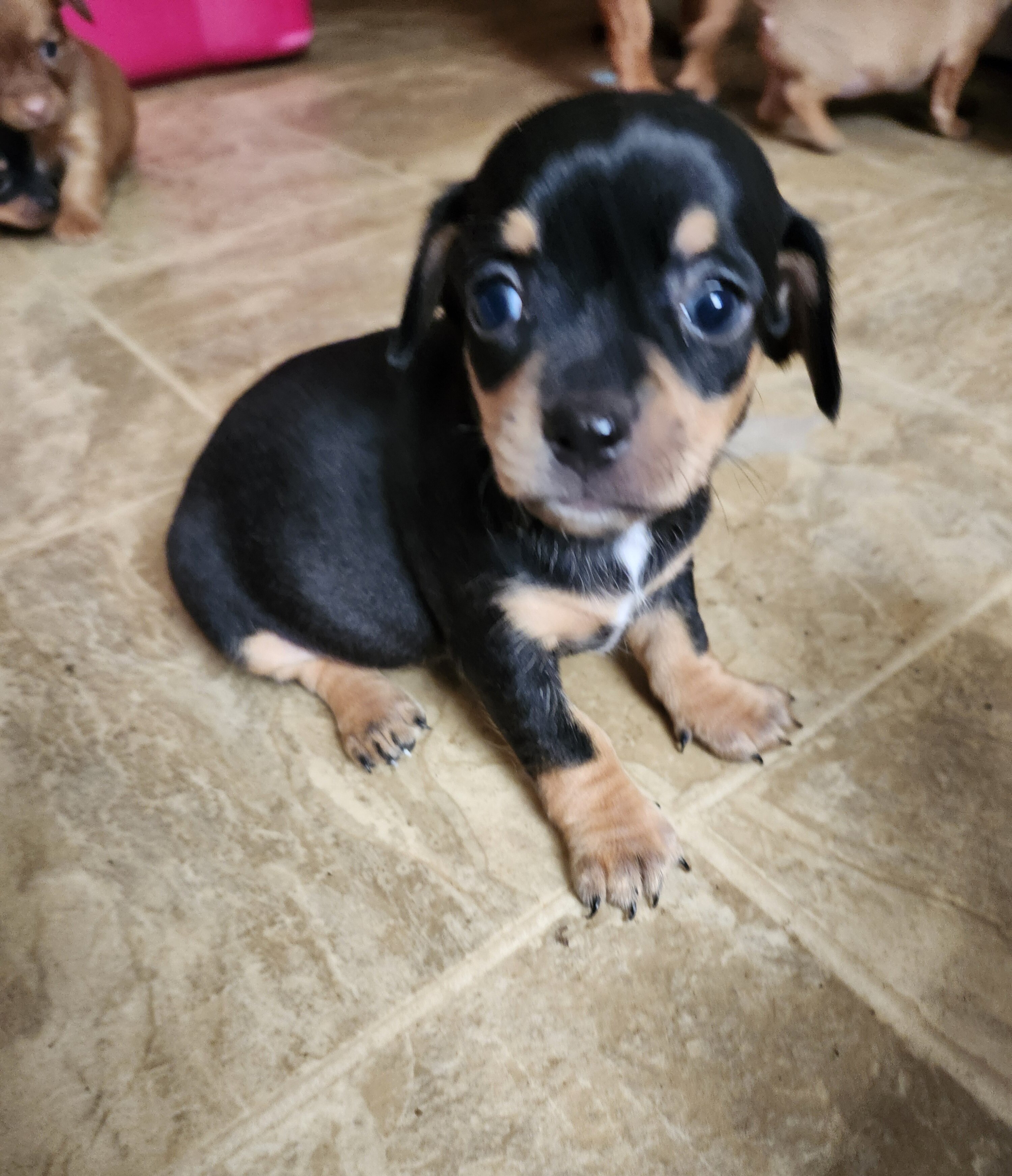 Chiweenie Puppies image 6