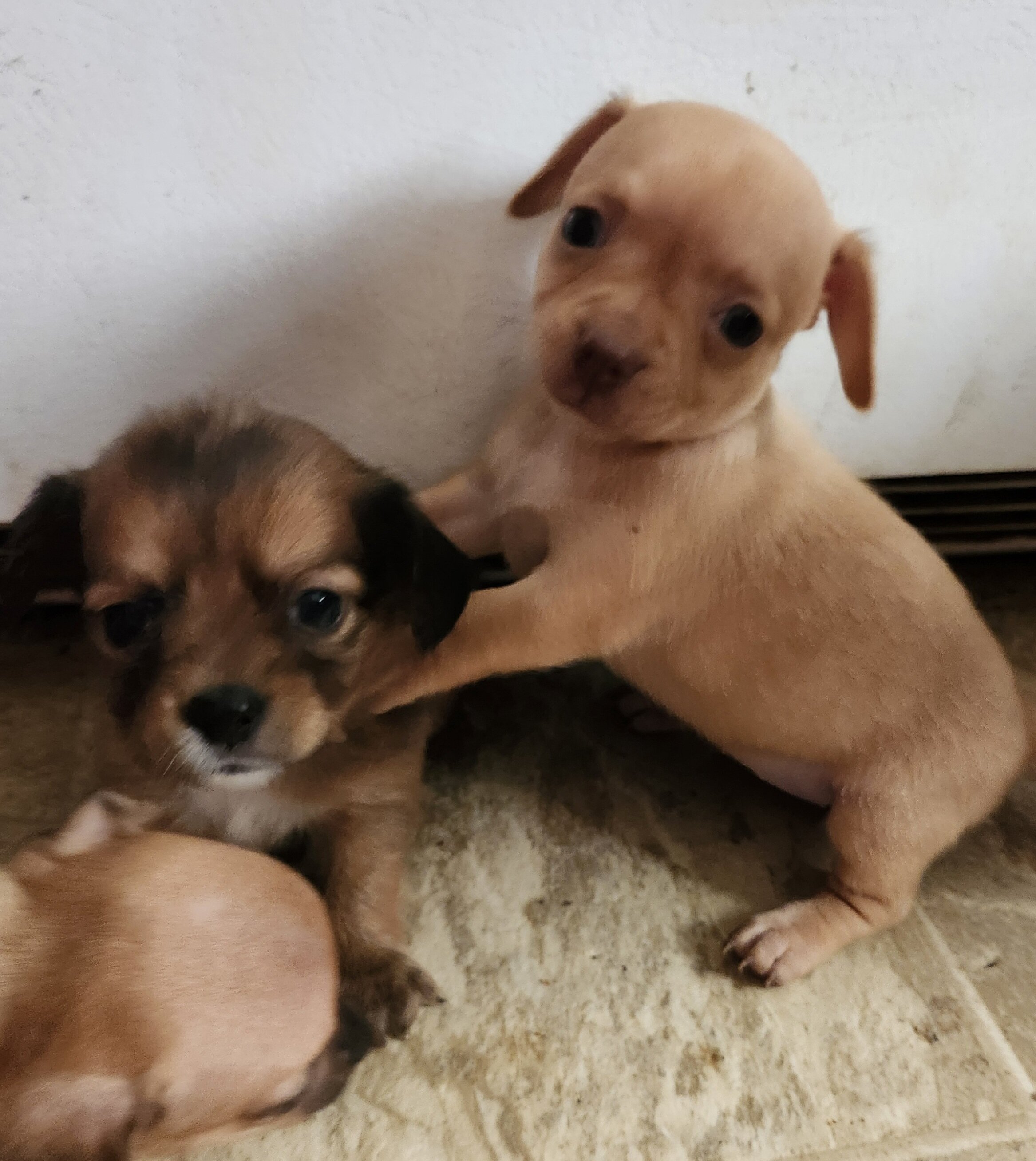 Chiweenie Puppies image 9