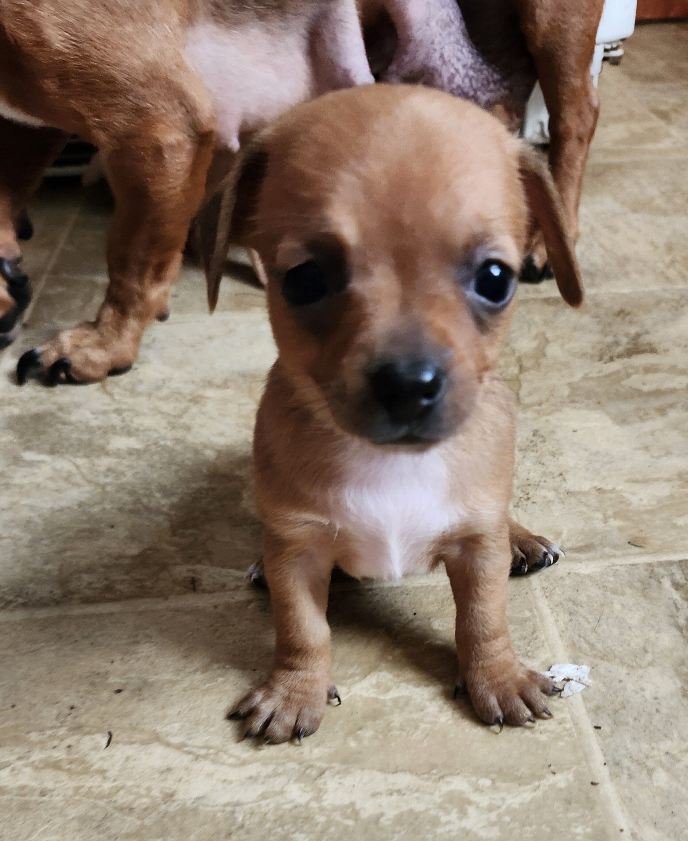 Chiweenie Puppies image 3