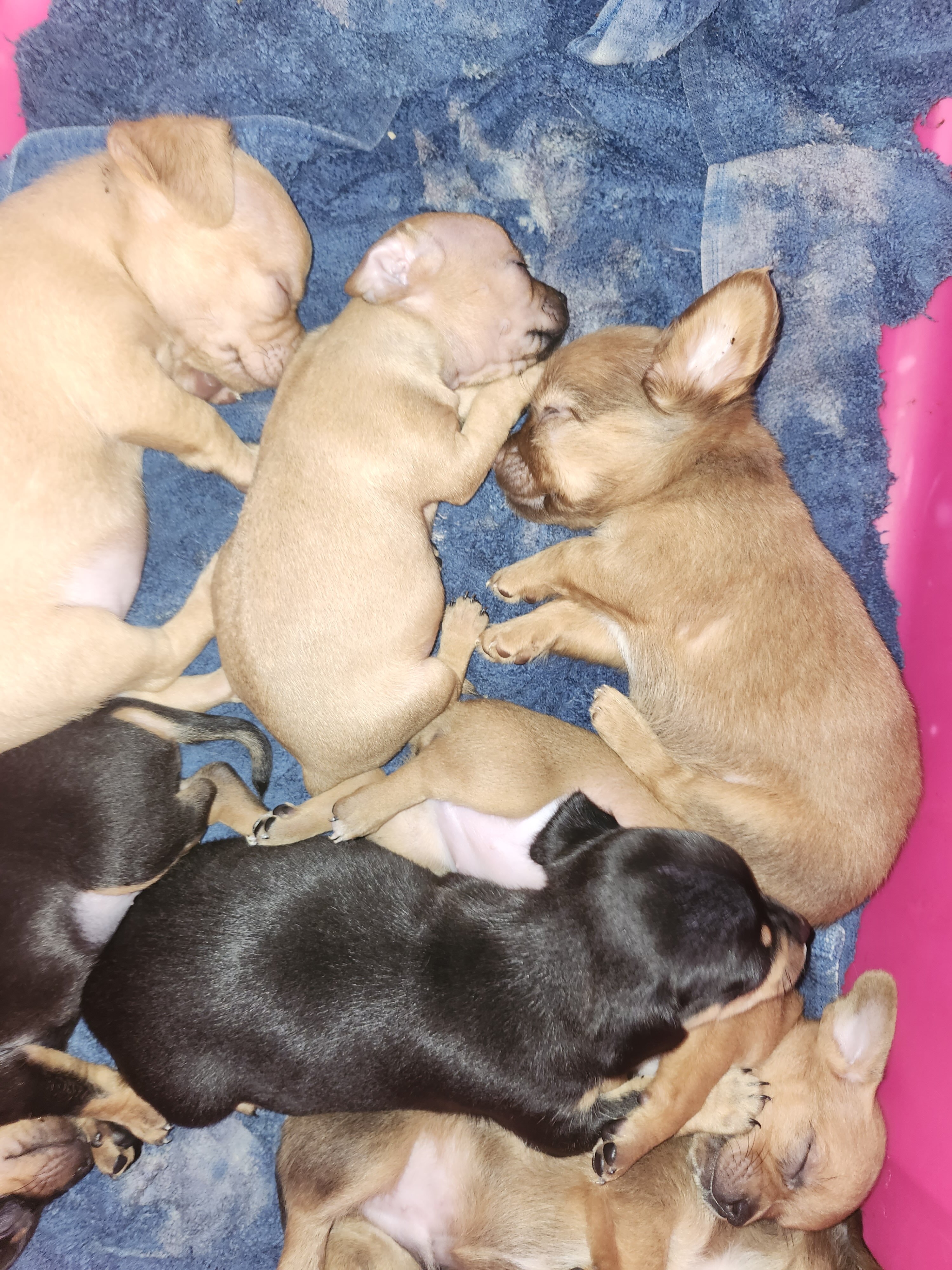 Chiweenie Puppies image 10