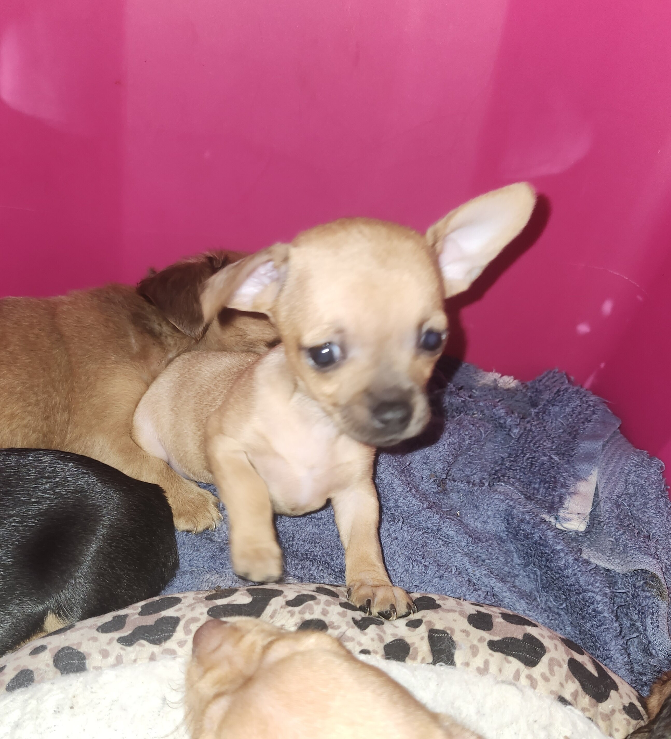 Chiweenie Puppies image 8
