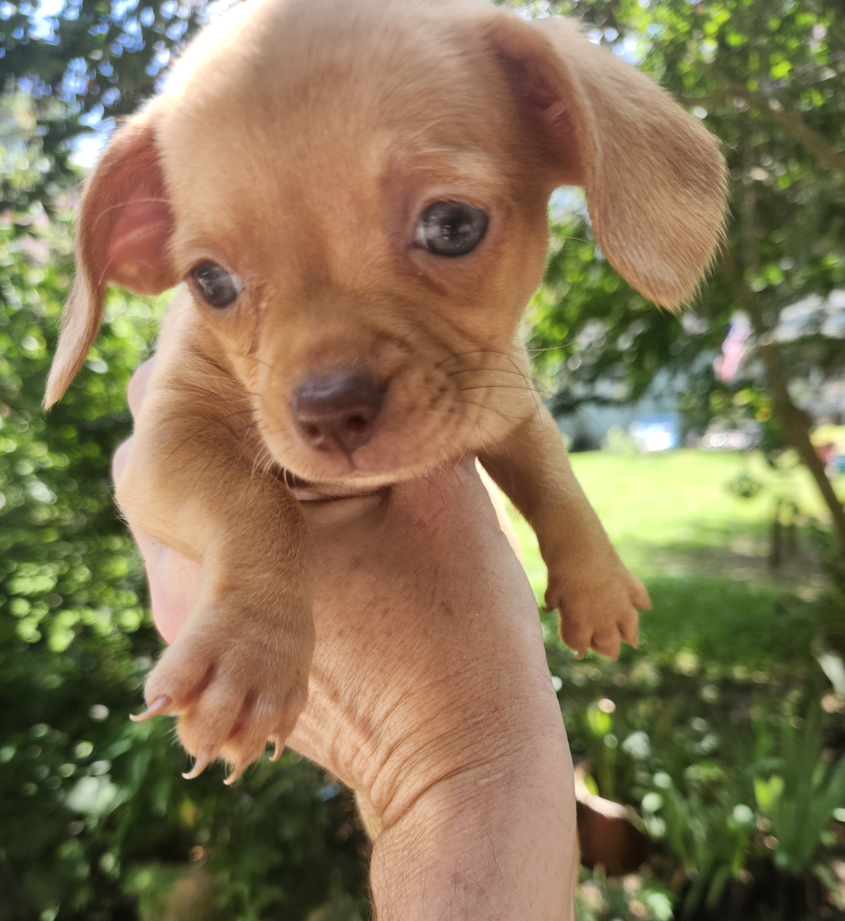 Chiweenie Puppies image 1