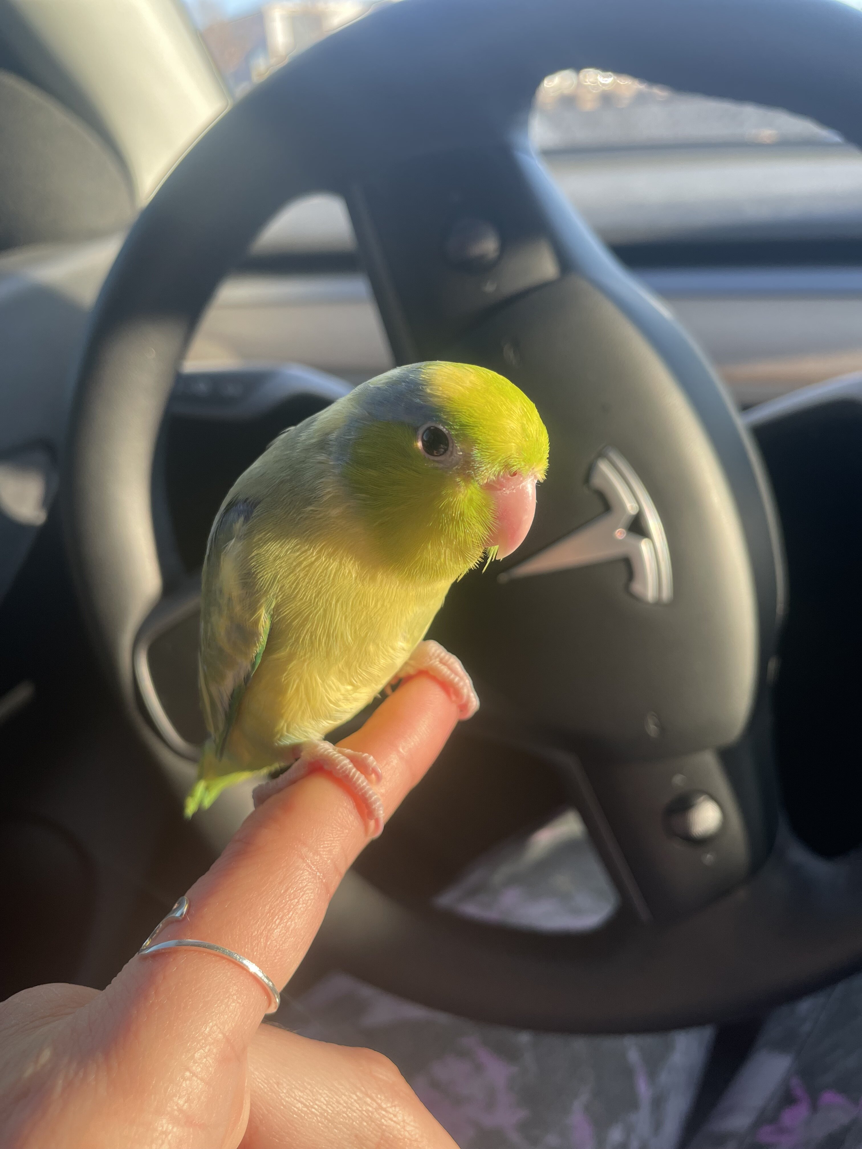 Parrotlet image 2