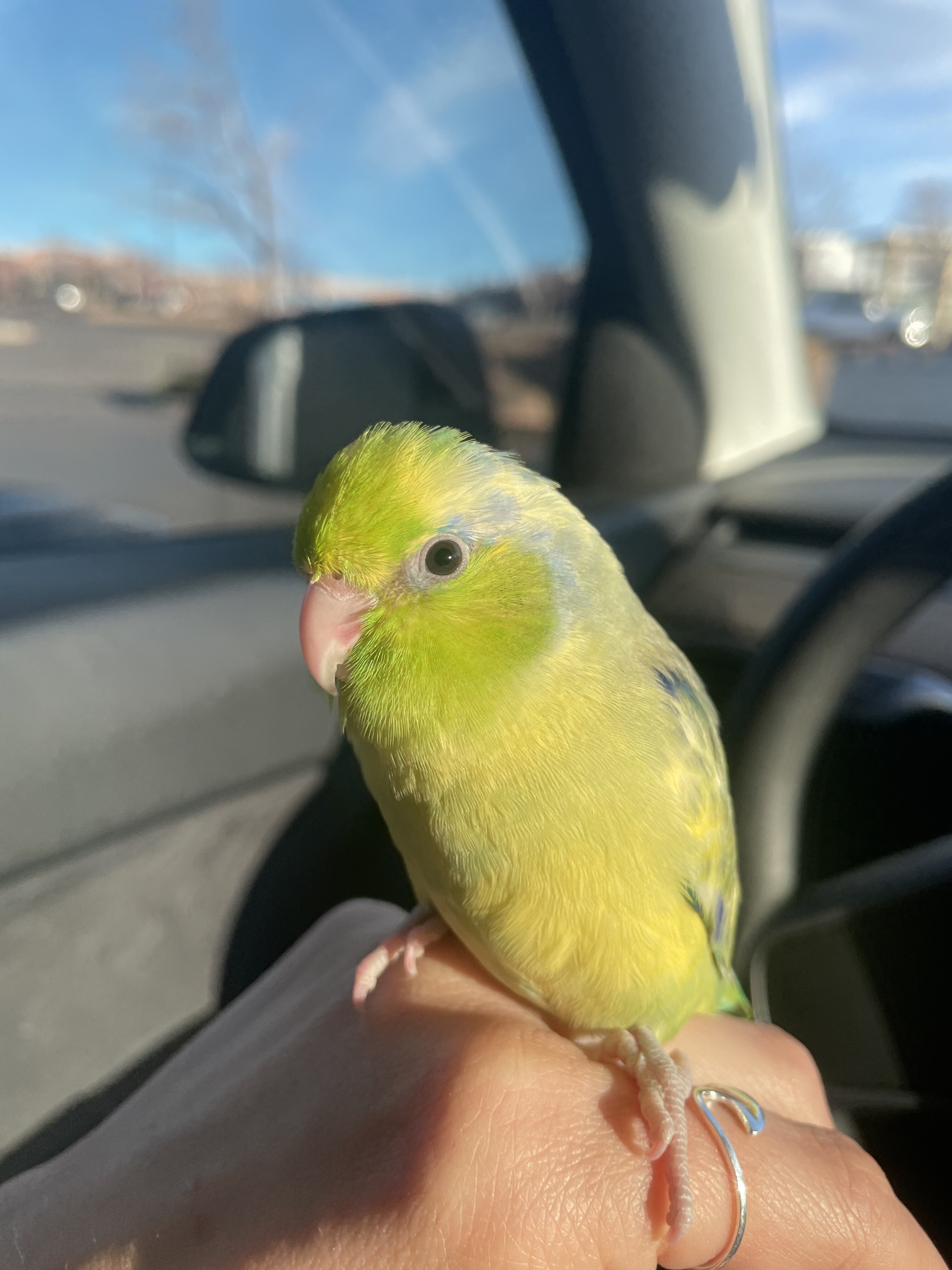 Parrotlet image 1