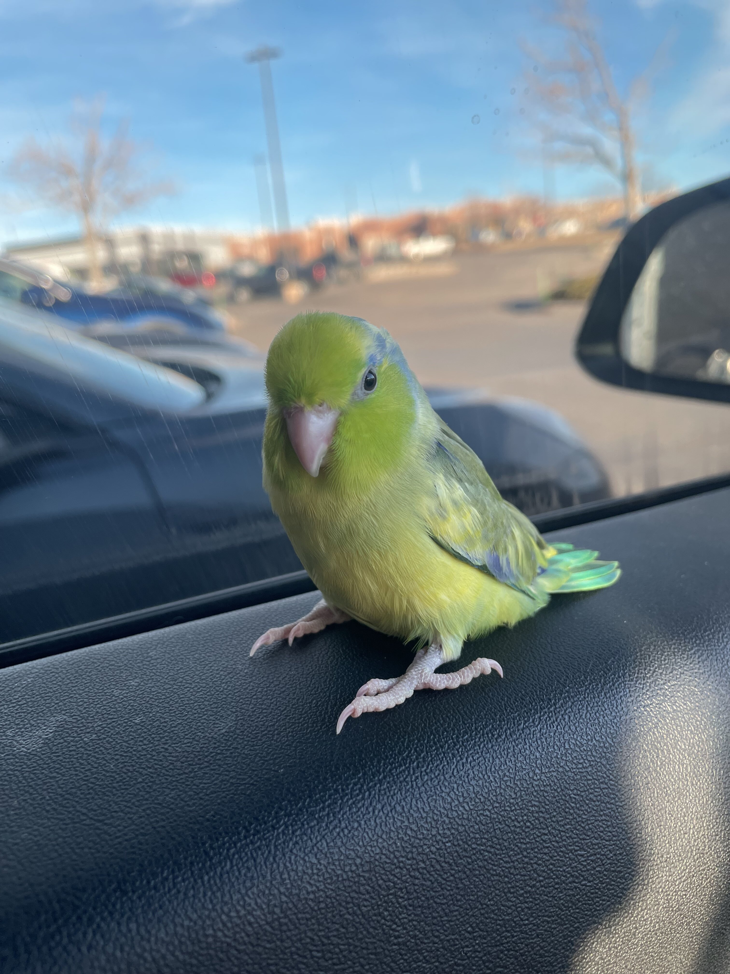 Parrotlet image 3