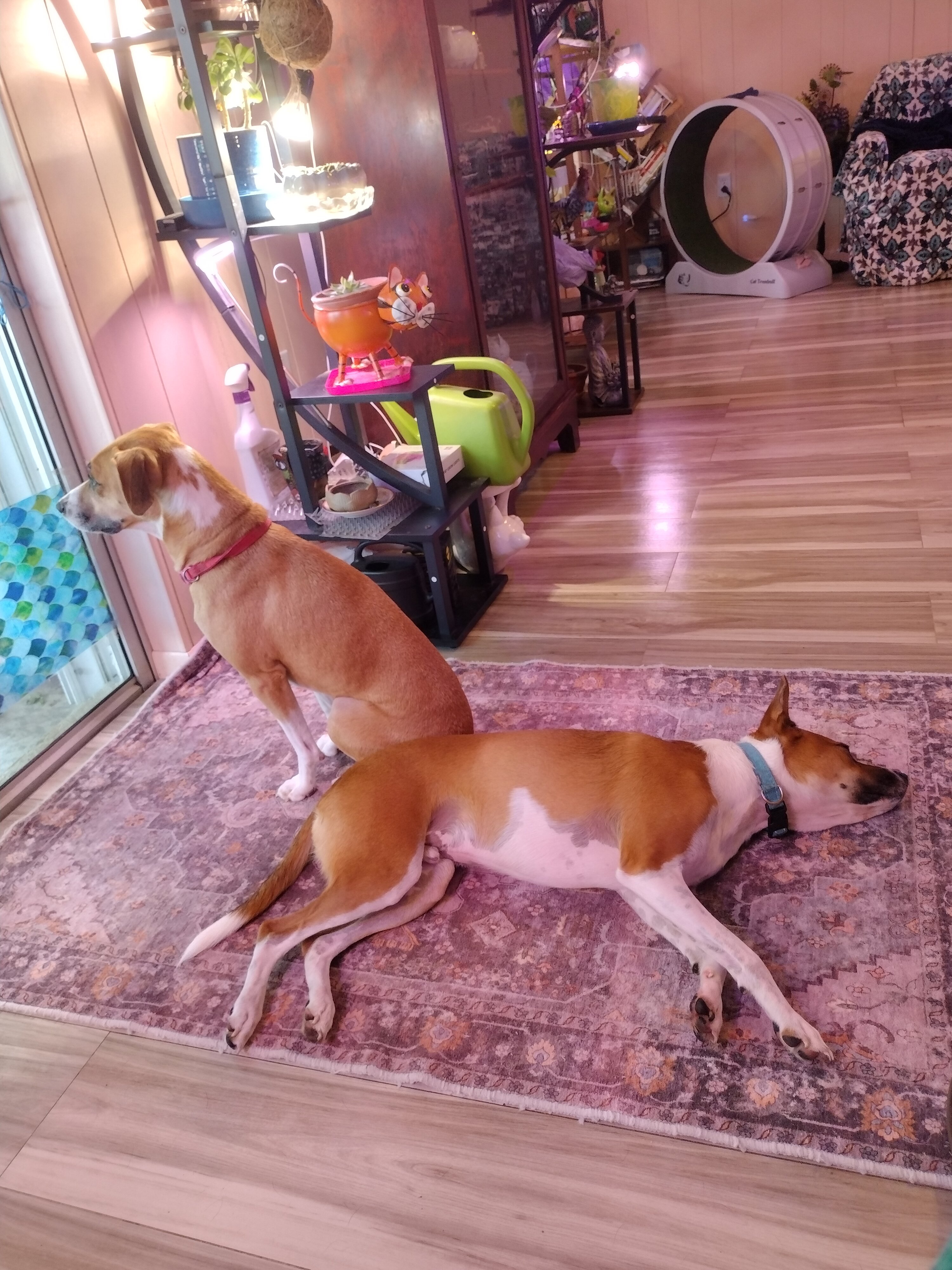 Two Young Hounds/Cur image 1