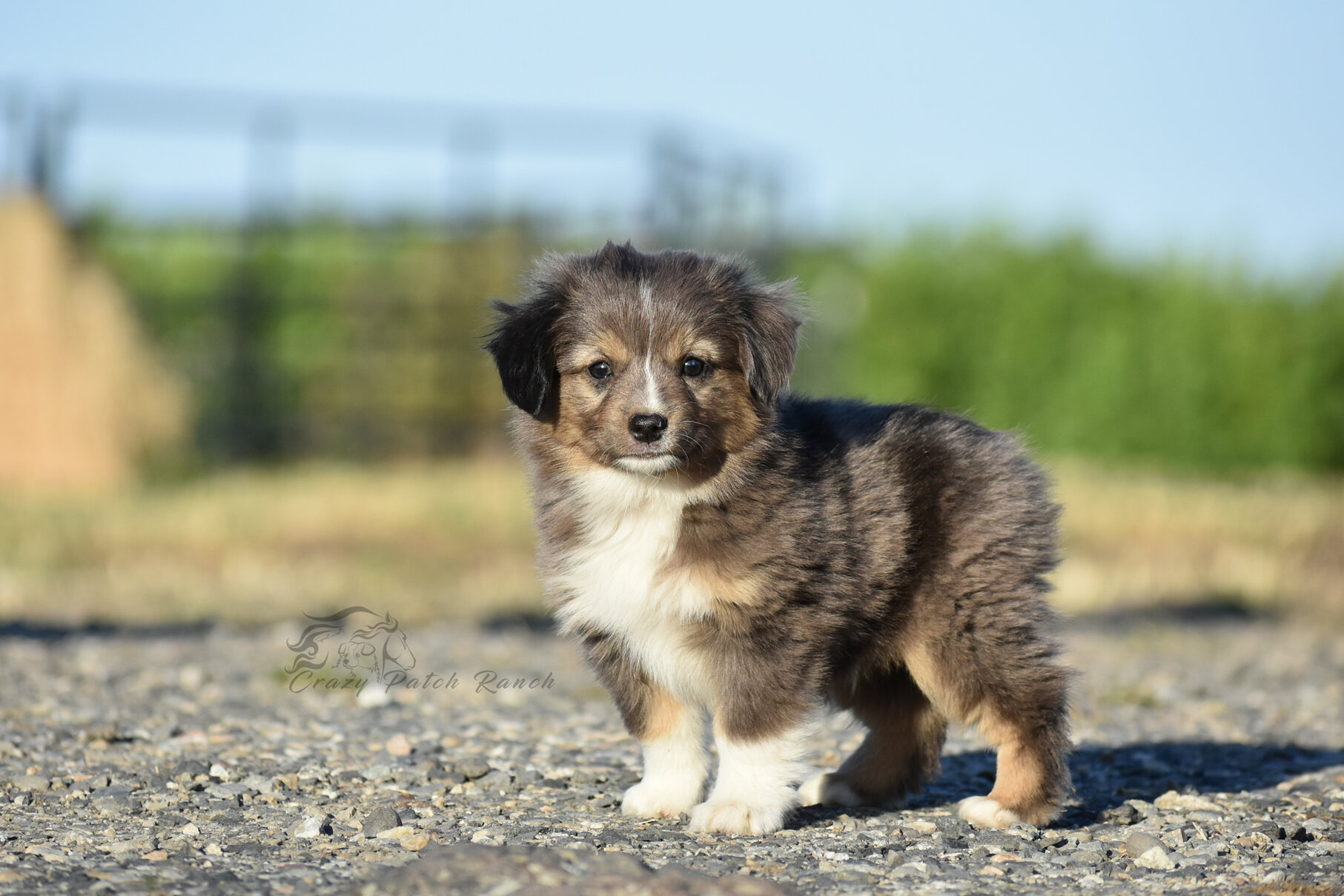 Toy sized Australian Shepherd image 1