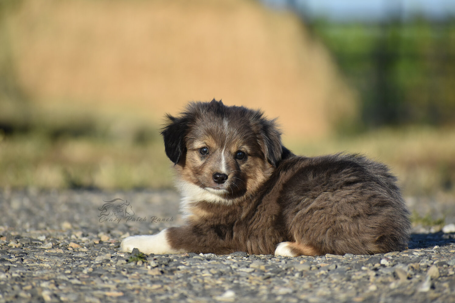 Toy sized Australian Shepherd image 2