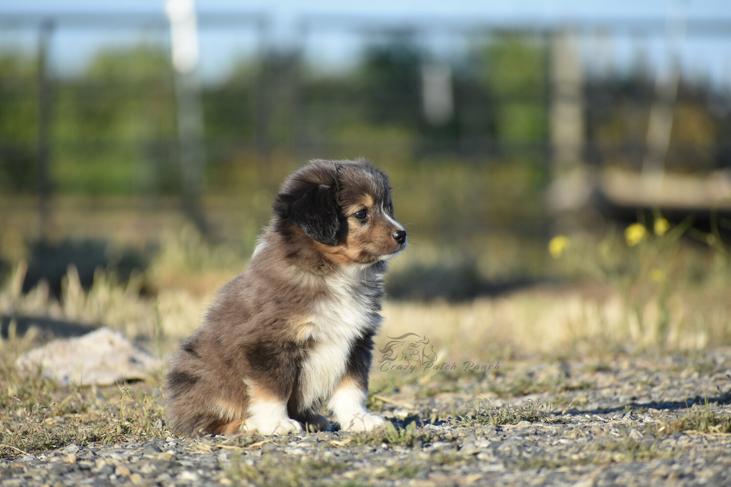 Toy sized Australian Shepherd image 3