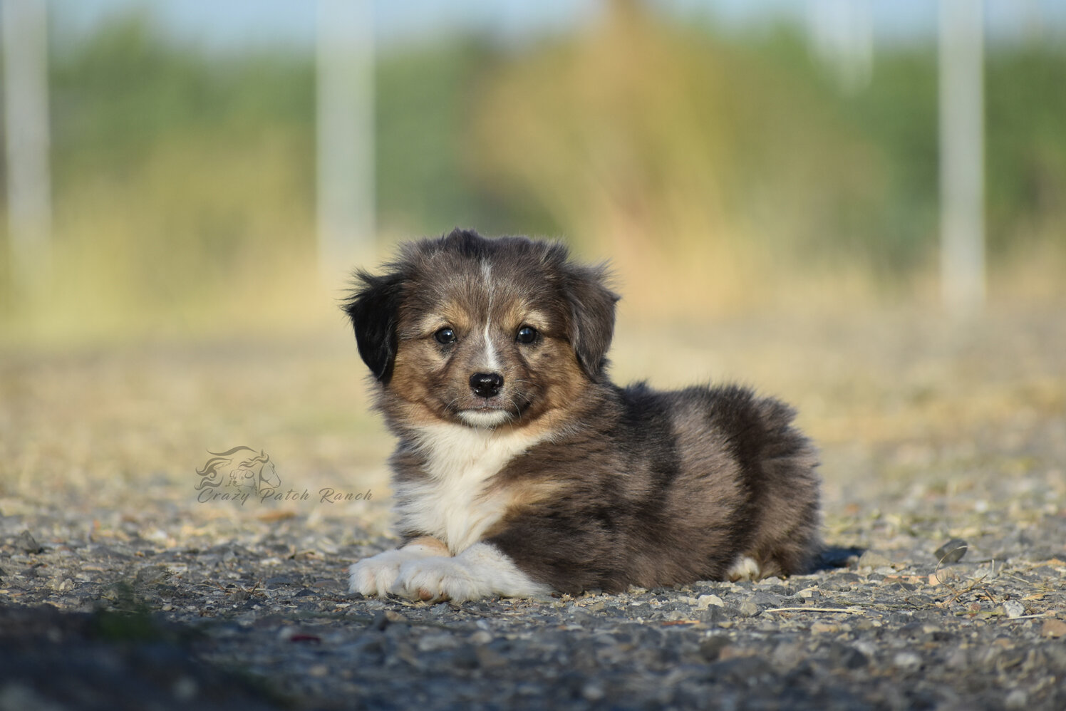 Toy sized Australian Shepherd image 4