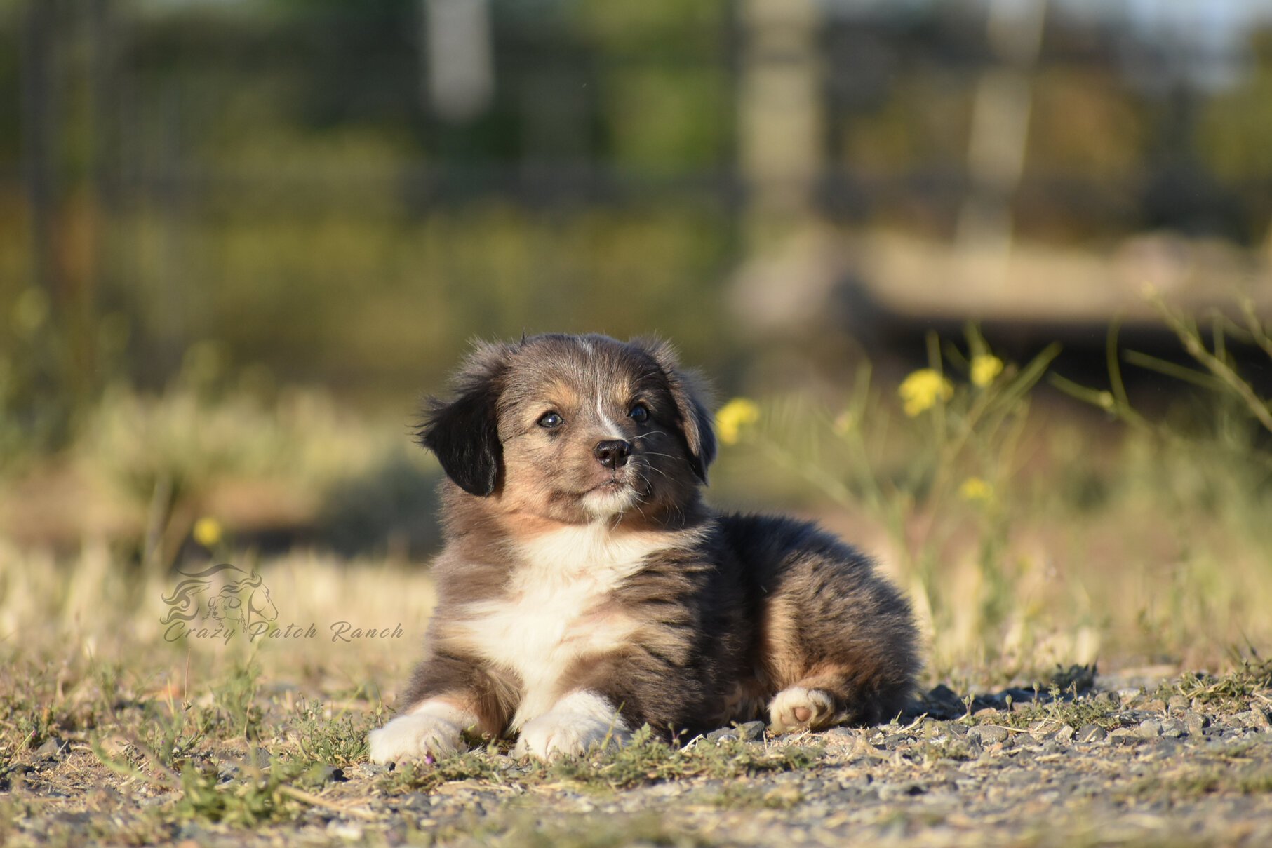 Toy sized Australian Shepherd image 5