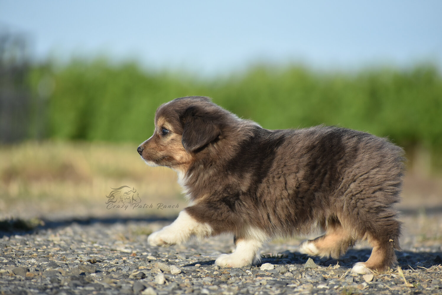 Toy sized Australian Shepherd image 6