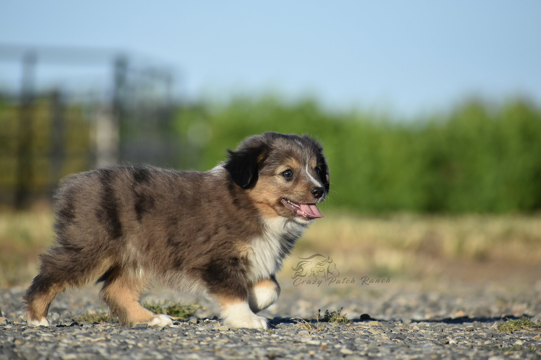 Toy sized Australian Shepherd image 7