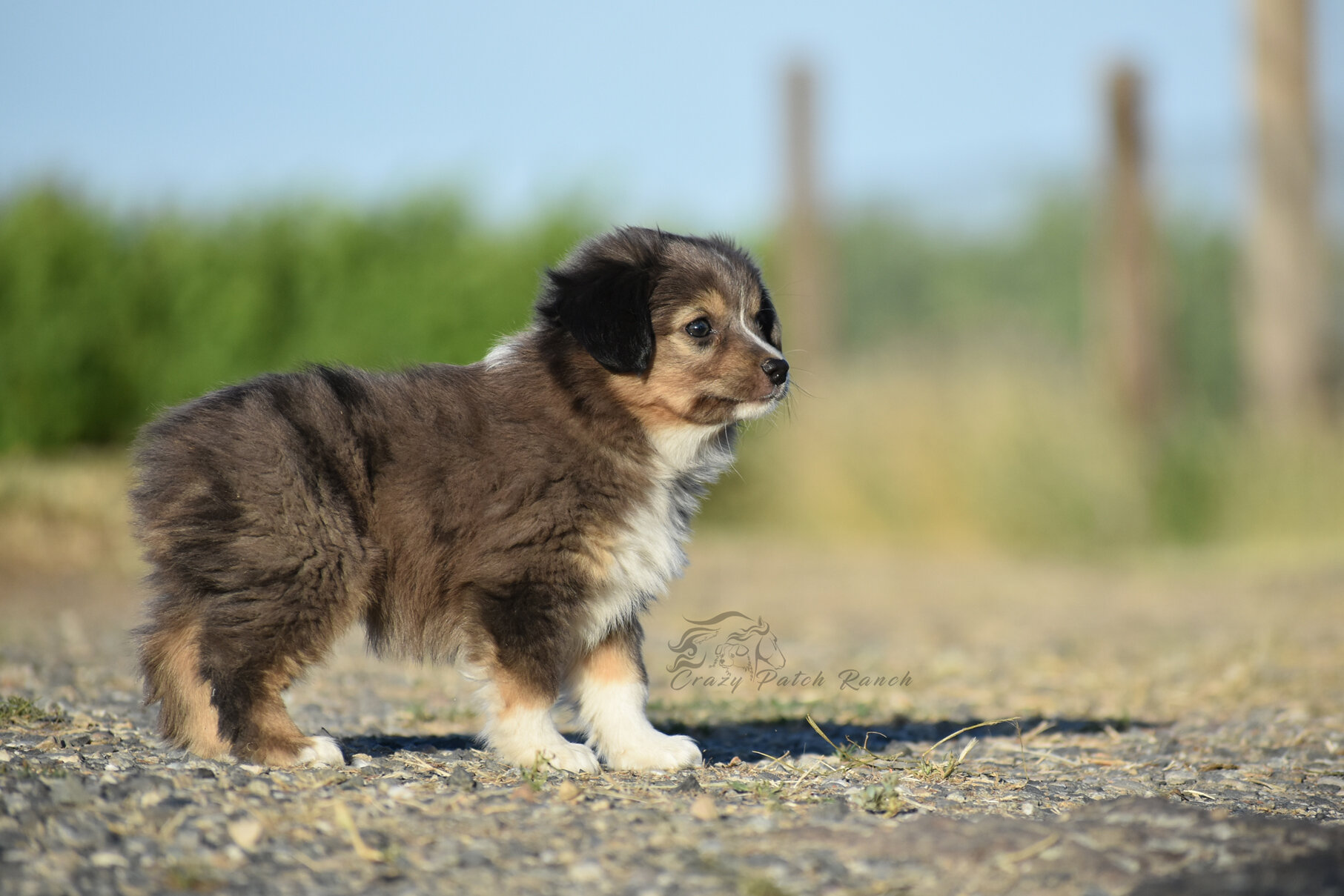 Toy sized Australian Shepherd image 8