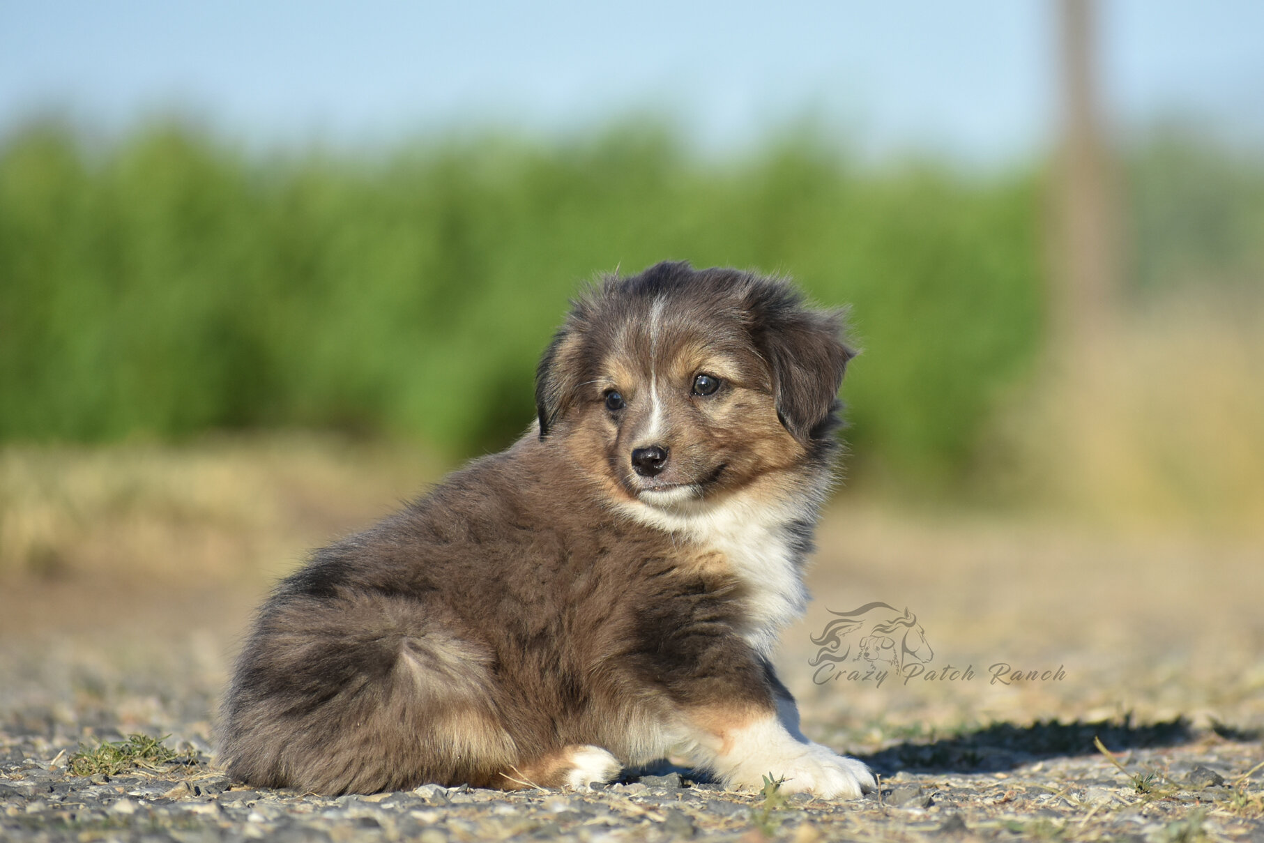 Toy sized Australian Shepherd image 9