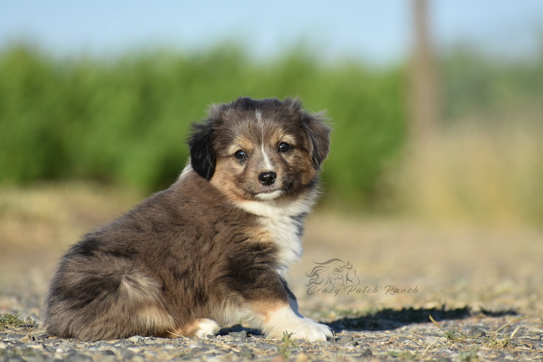 Toy sized Australian Shepherd image 10