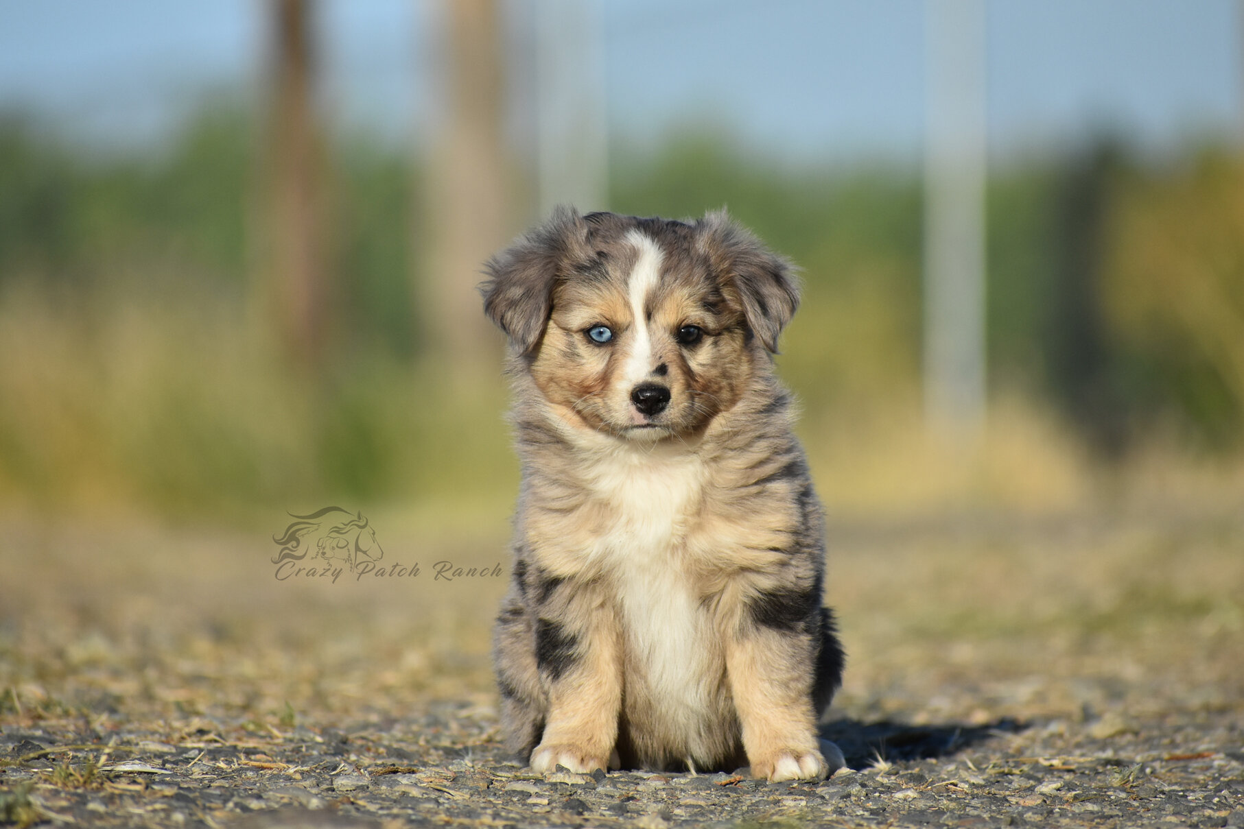 Toy Sized Mini American Shepherd image 1