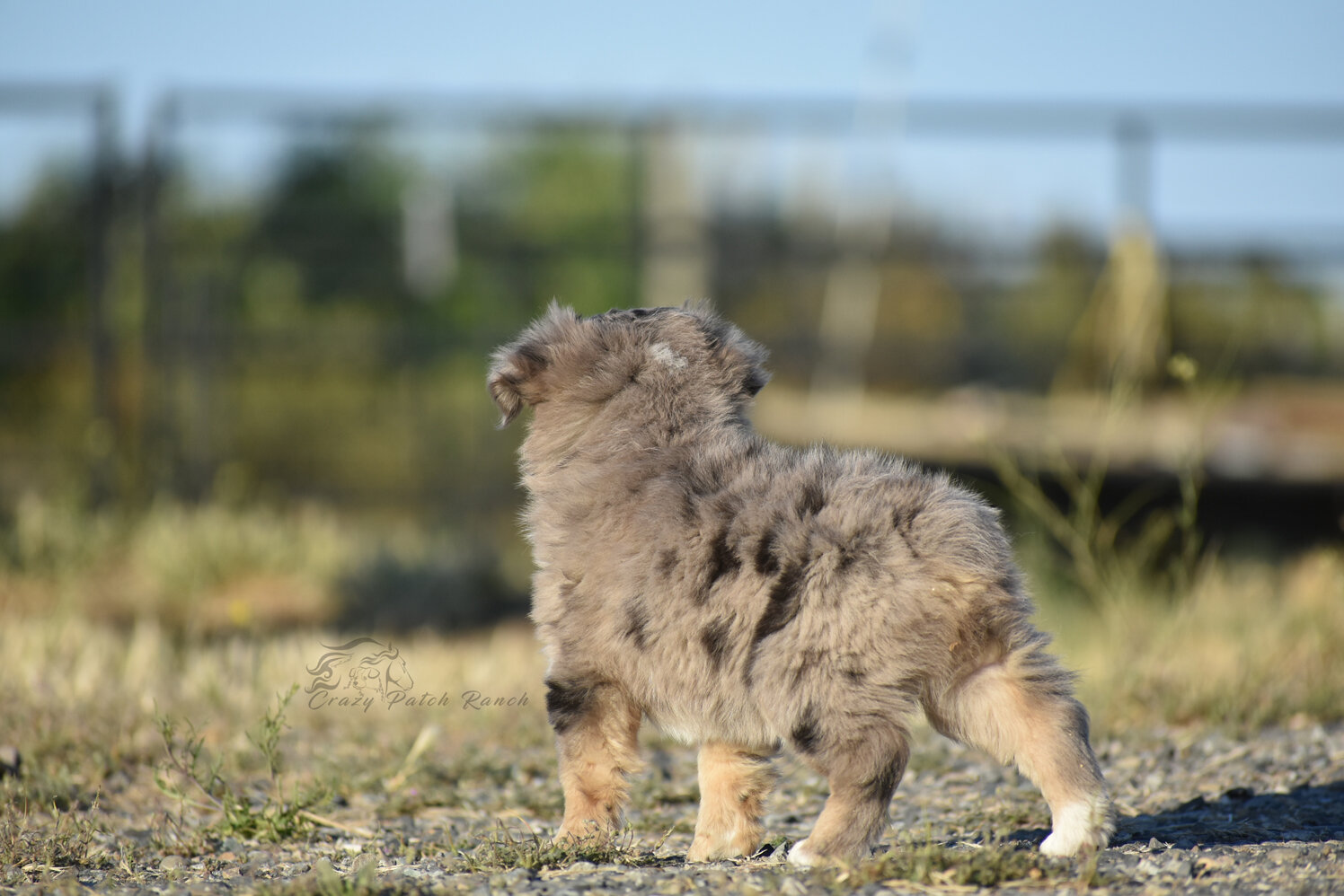 Toy Sized Mini American Shepherd image 2