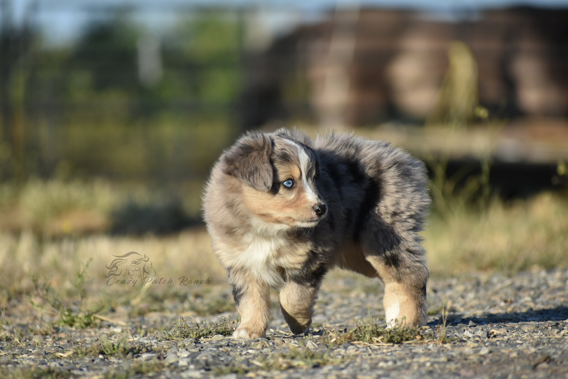 Toy Sized Mini American Shepherd image 3