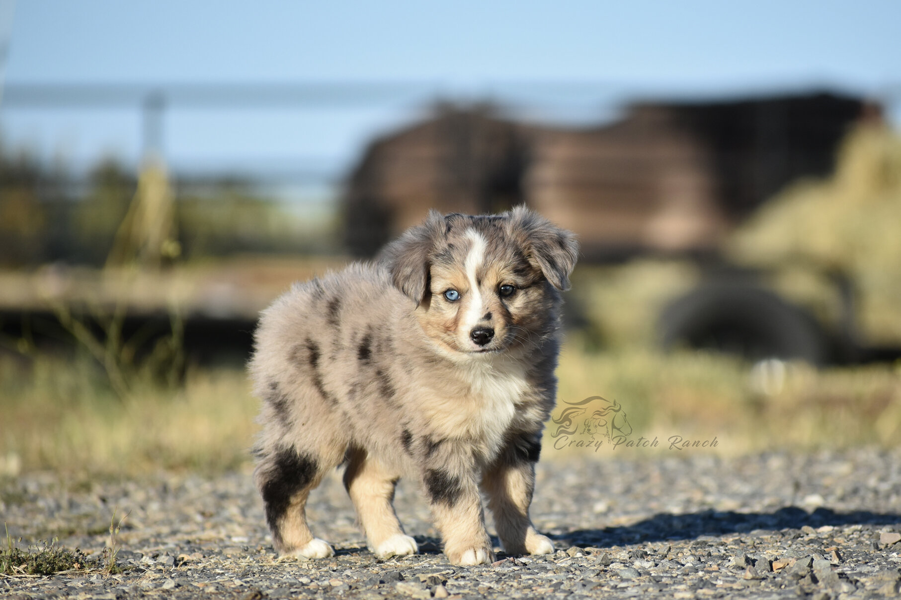 Toy Sized Mini American Shepherd image 4