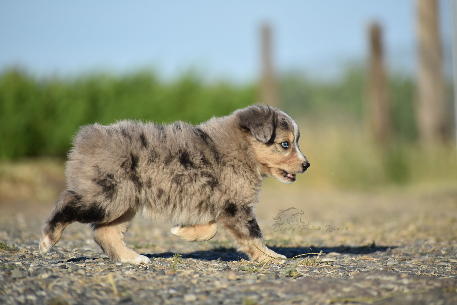 Toy Sized Mini American Shepherd image 5