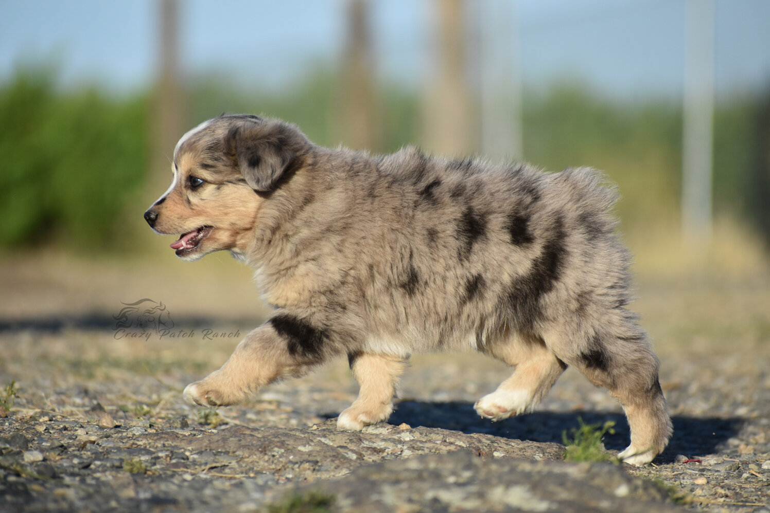 Toy Sized Mini American Shepherd image 6